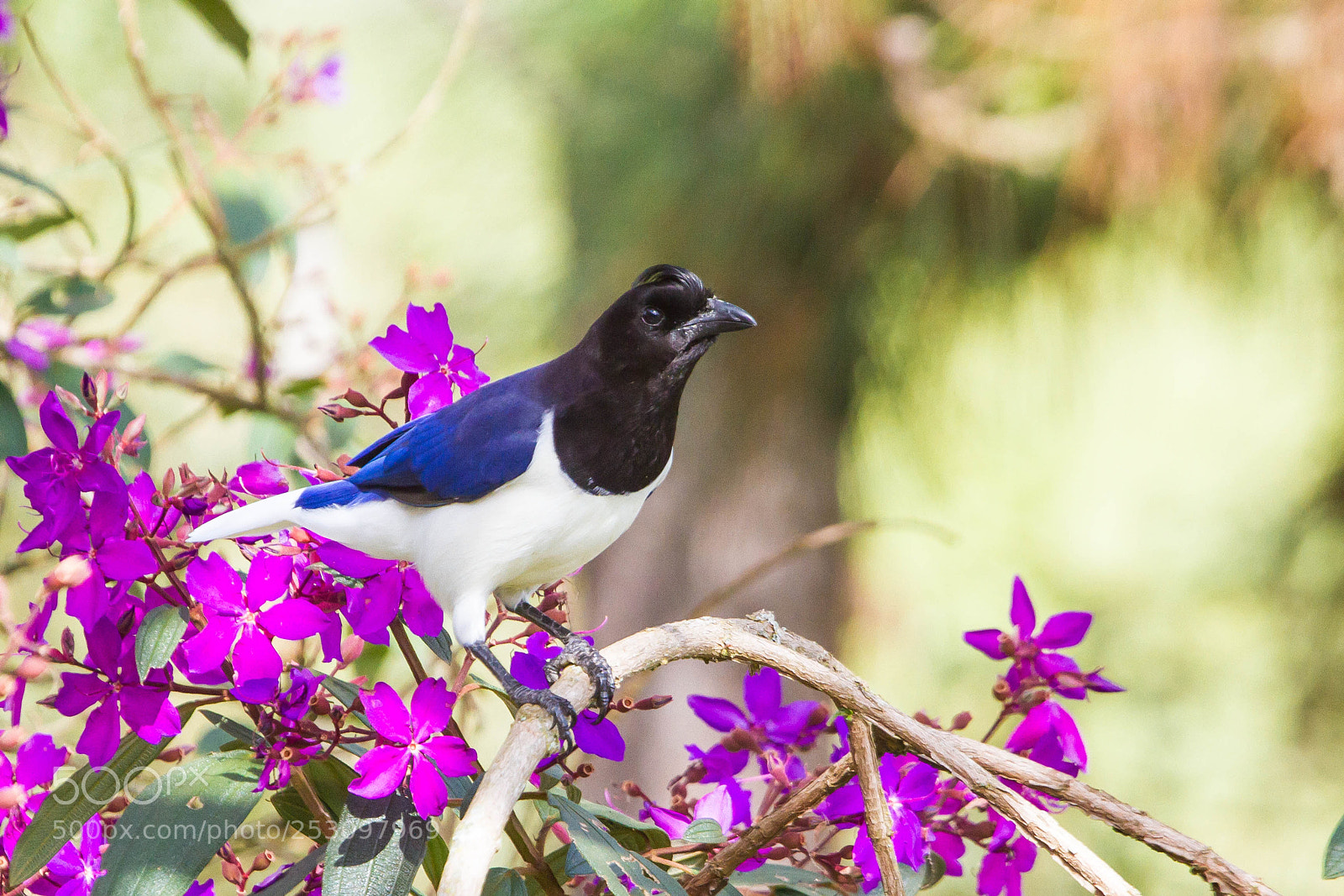 Canon EOS 7D sample photo. Curl-crested jay photography