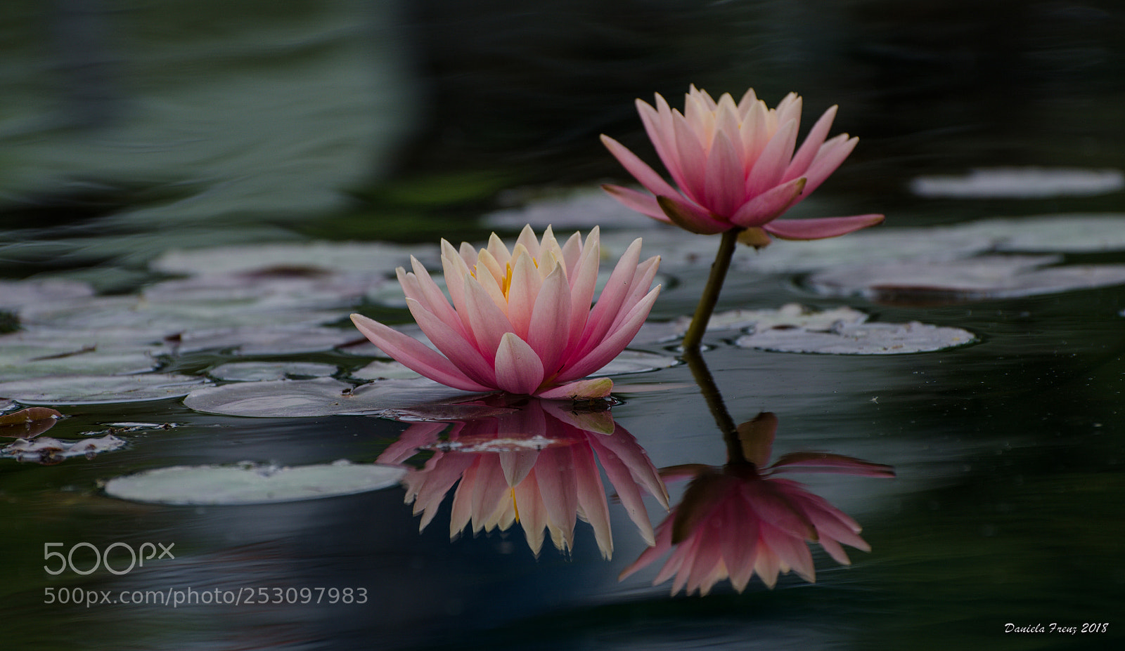 Nikon D5100 sample photo. Seerose photography