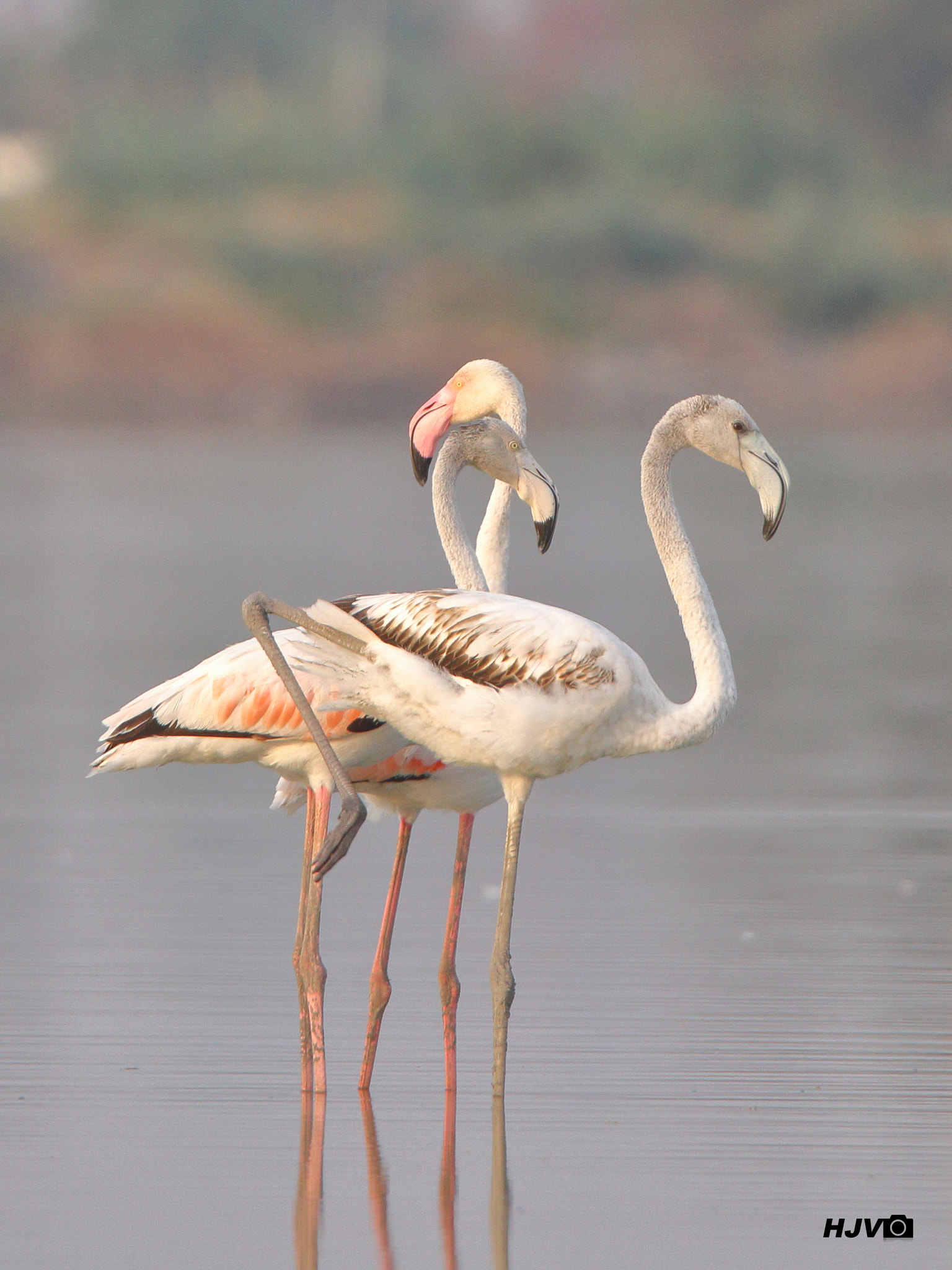 Canon EOS 80D + Canon EF 100-400mm F4.5-5.6L IS II USM sample photo. Greater flamingo photography