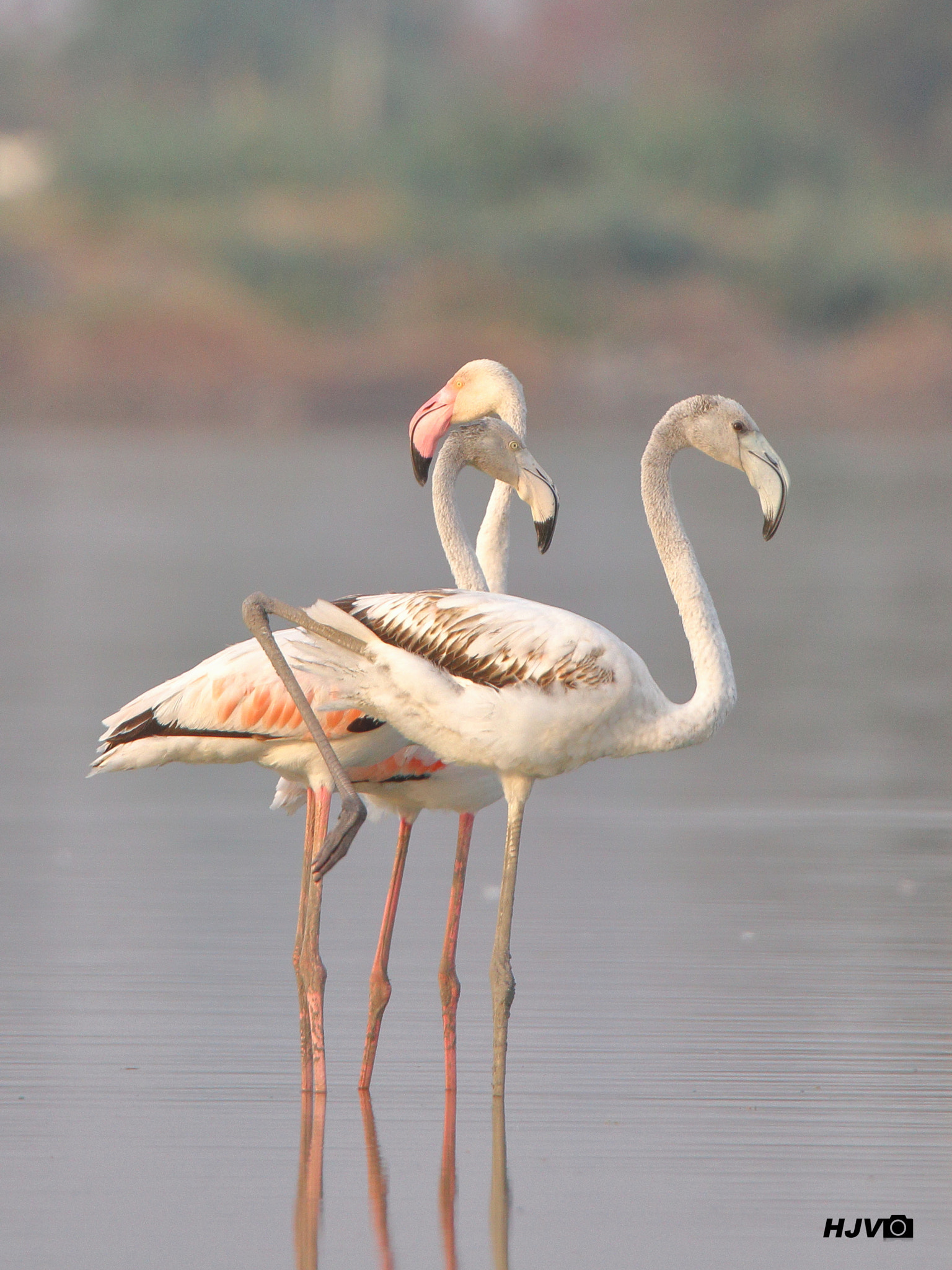 Canon EOS 80D sample photo. Greater flamingo photography