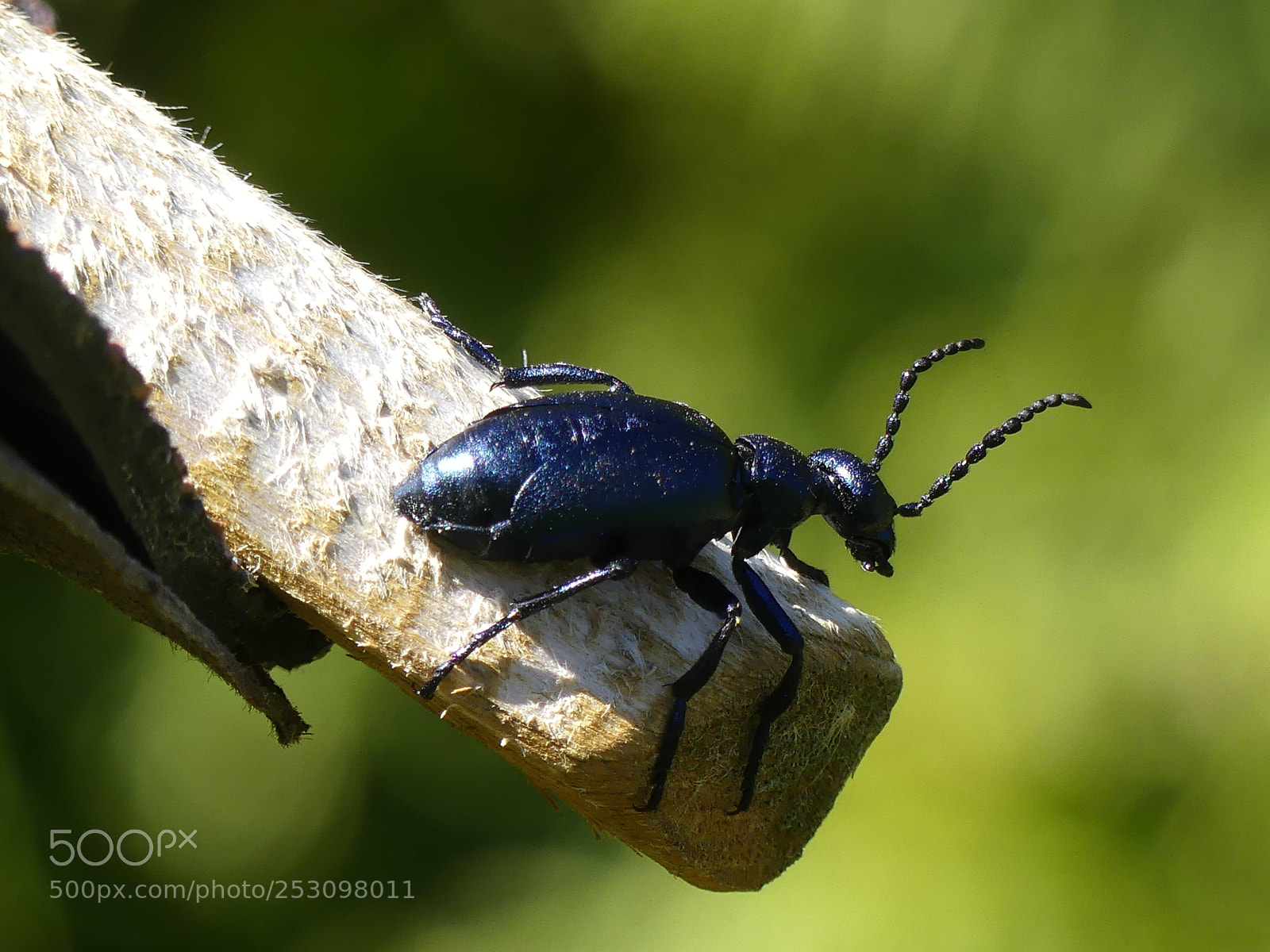 Panasonic Lumix DMC-FZ300 sample photo. Violet oil beetle photography