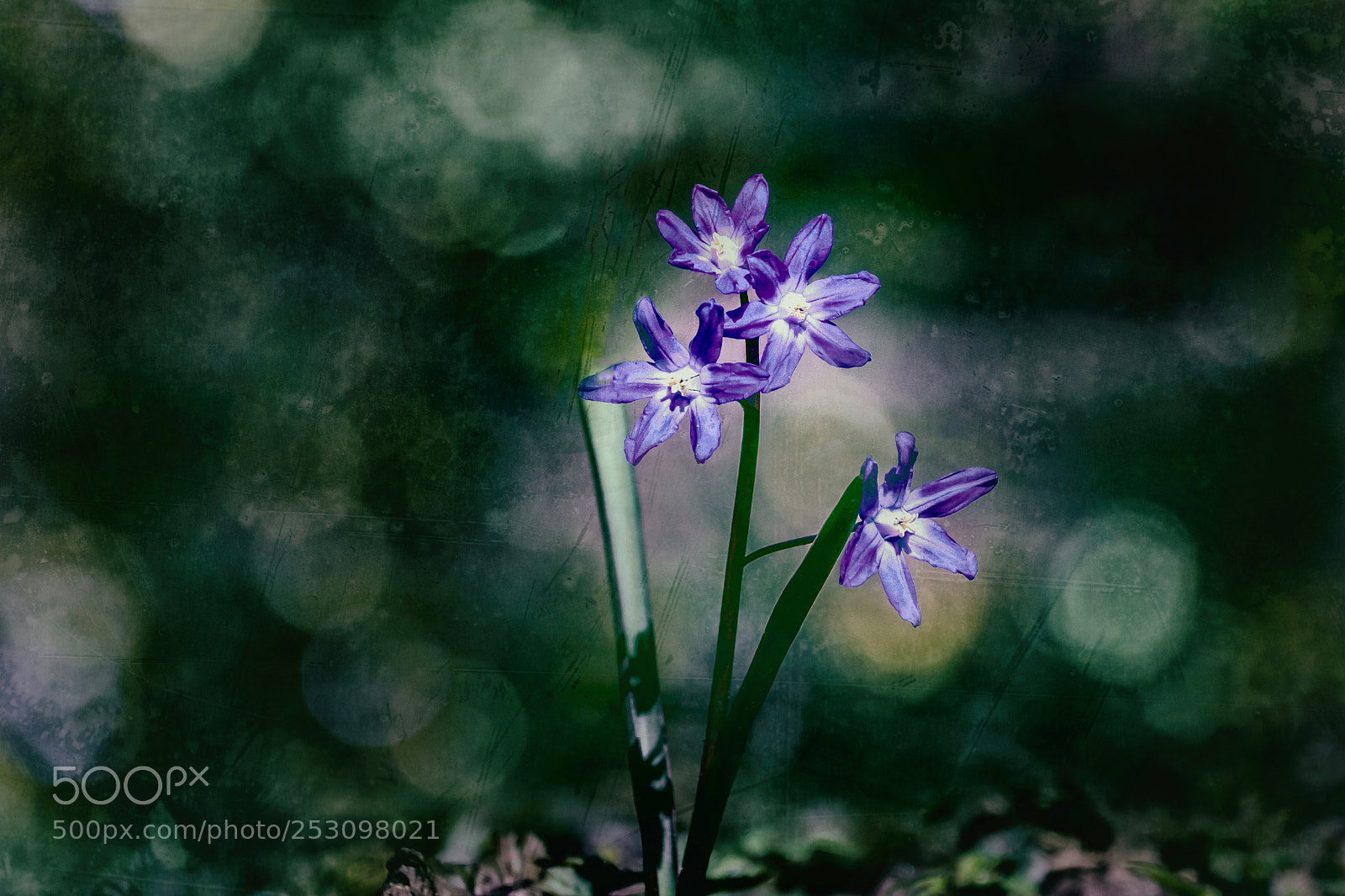 Canon EOS 70D sample photo. Blausterne photography