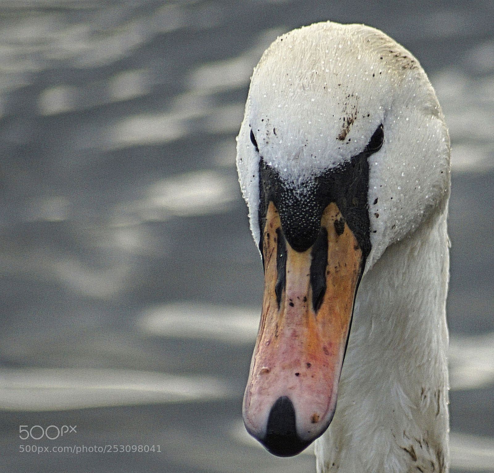Sony SLT-A58 sample photo. Swan photography