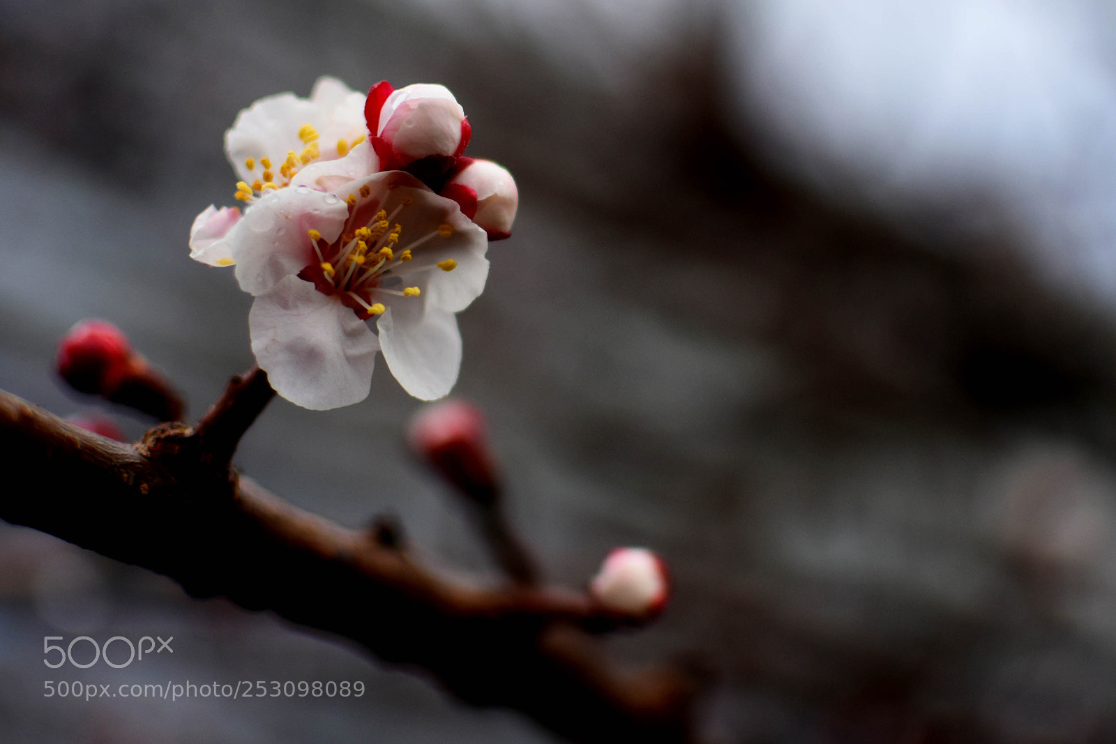 Nikon D3400 sample photo. Macro behar photography