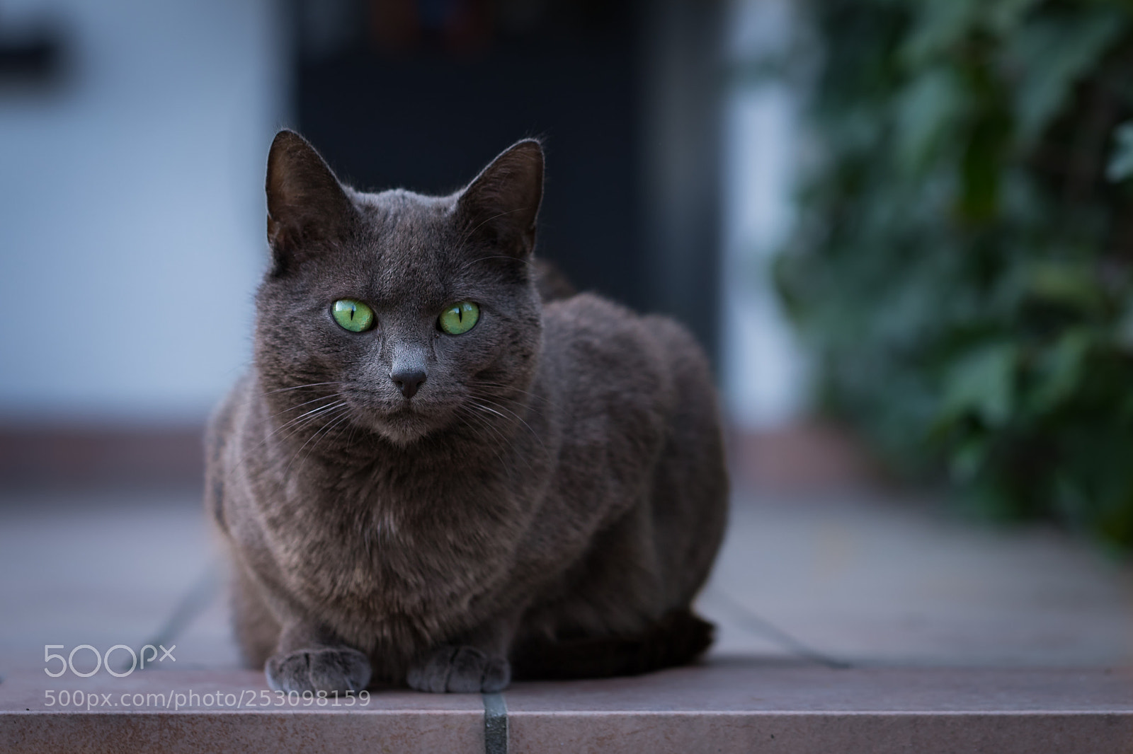 Canon EOS 6D Mark II sample photo. I am watching you! photography