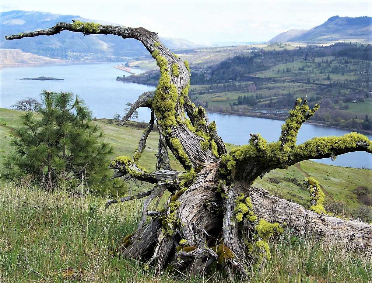 Kodak Z712 IS ZOOM DIGITAL CAMERA sample photo. Lichen on roots above big river photography