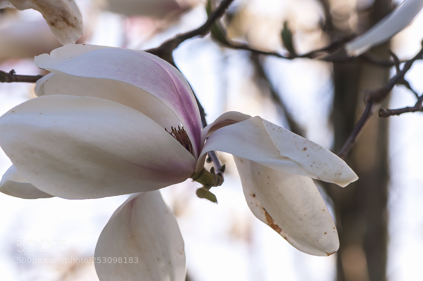Nikon D90 sample photo. Magnolia blooming photography