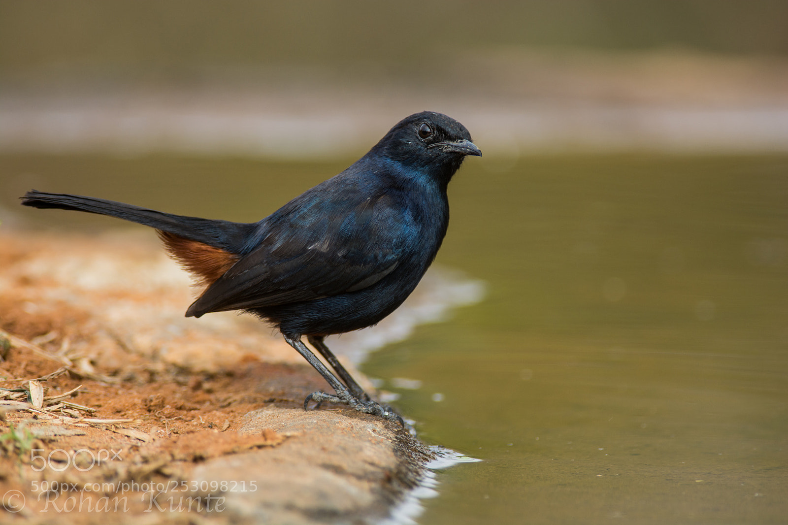 Nikon D7100 sample photo. Indian robin - male photography