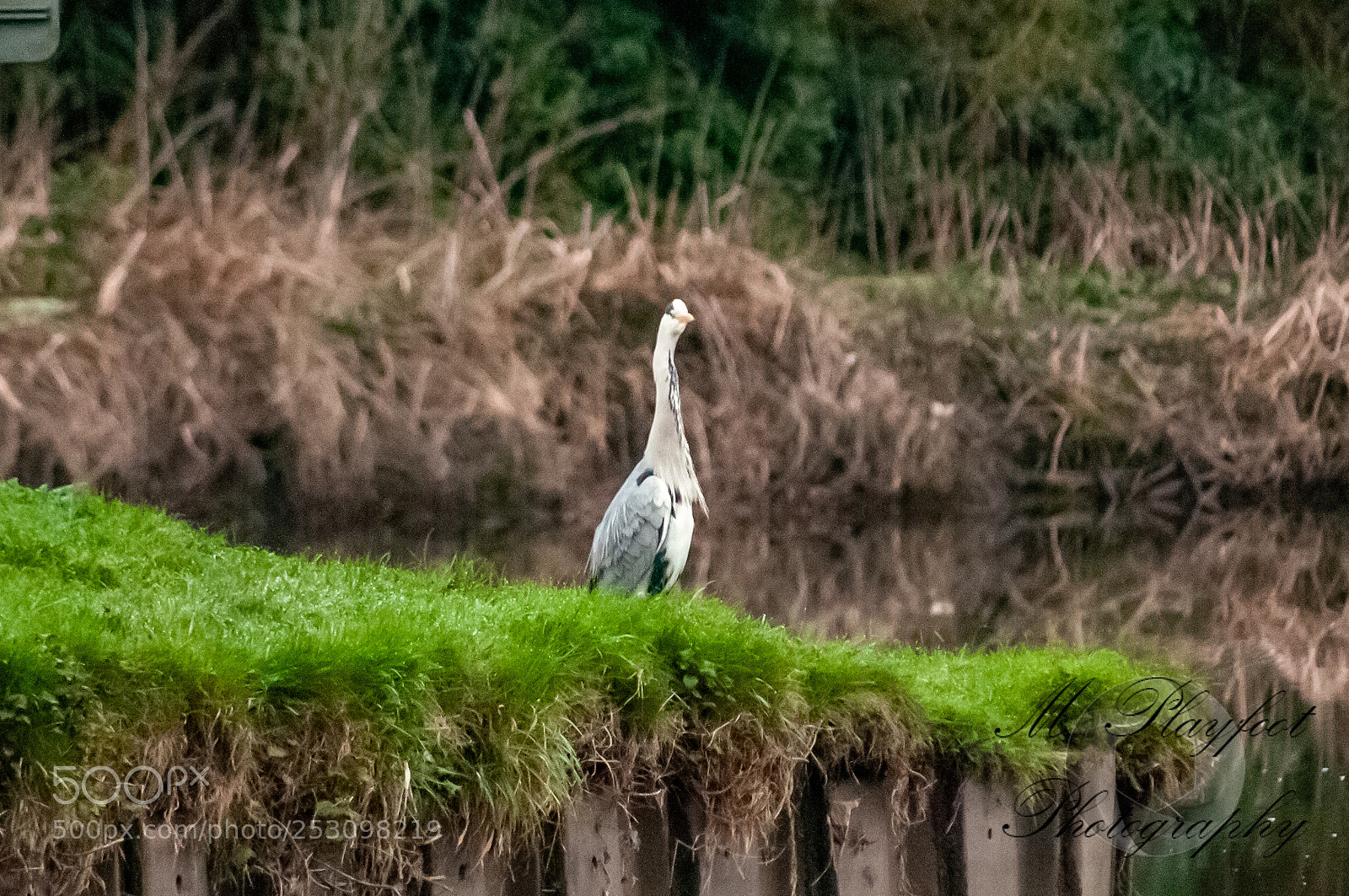 Nikon D300 sample photo. Sprotbrough flash photography