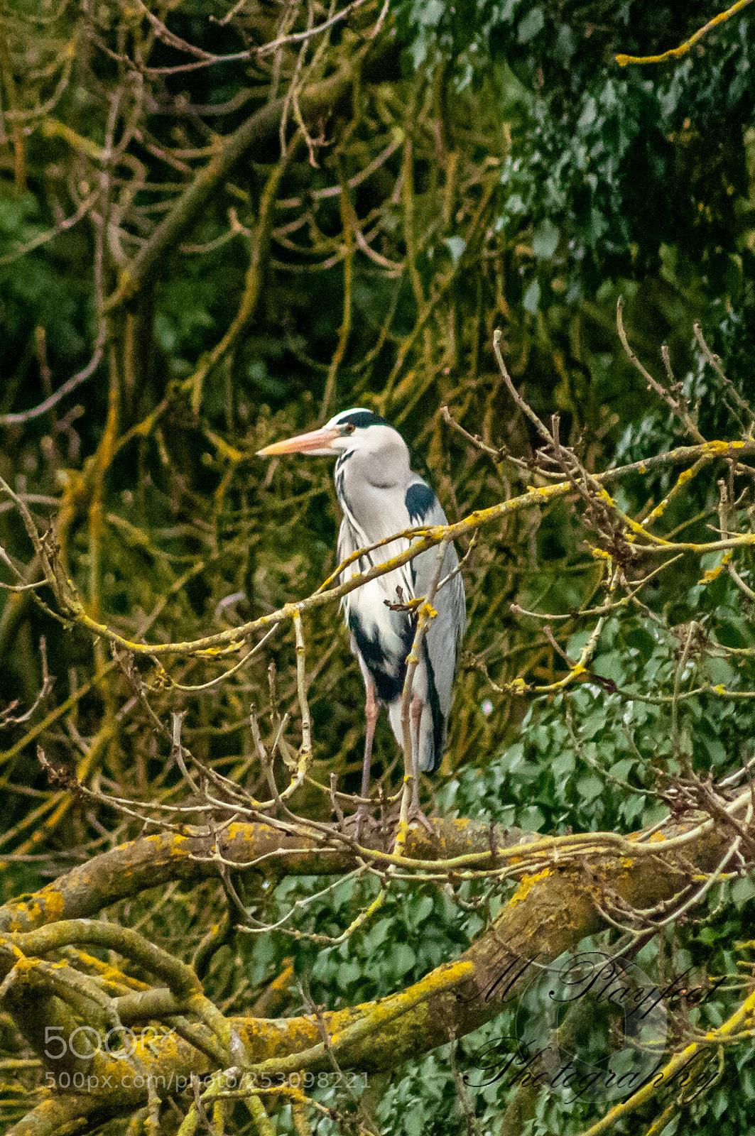 Nikon D300 sample photo. Sprotbrough flash photography