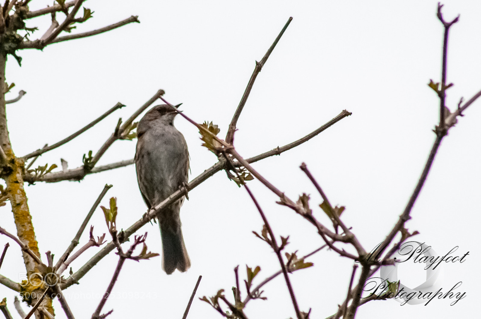 Nikon D300 sample photo. Sprotbrough flash photography