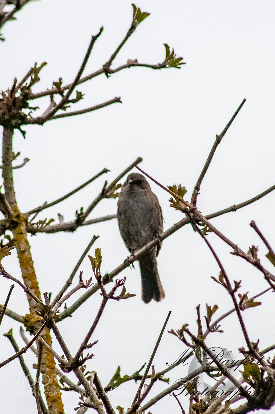 Nikon D300 sample photo. Sprotbrough flash photography