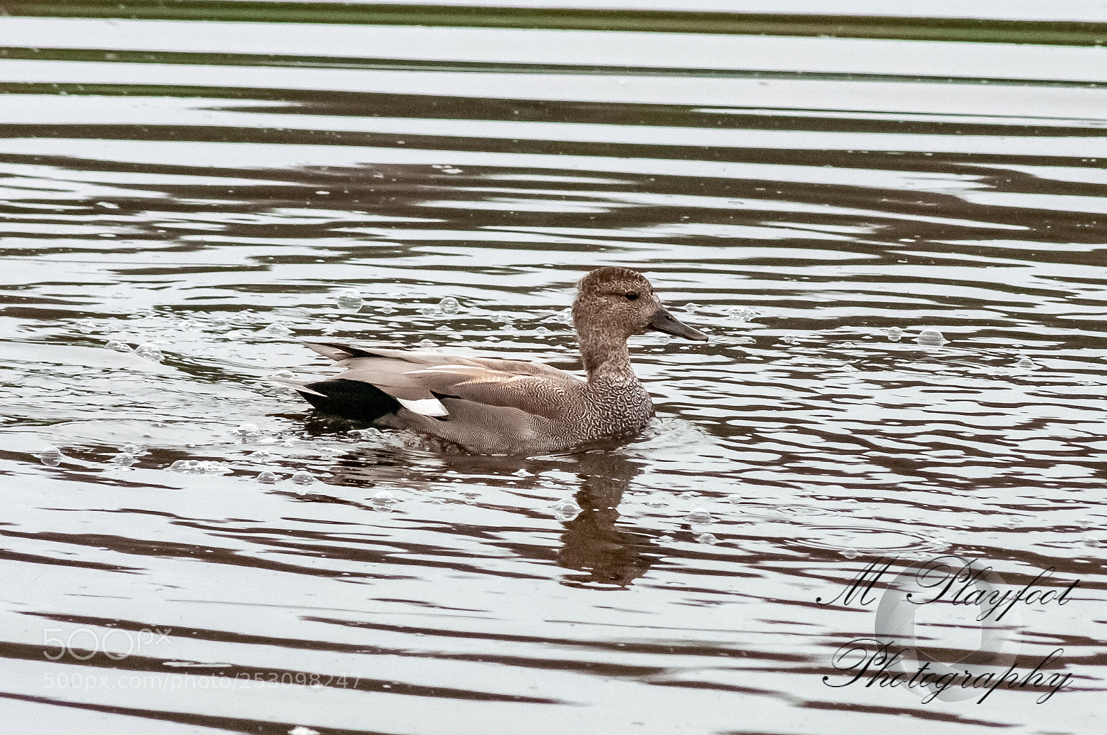 Nikon D300 sample photo. Sprotbrough flash photography