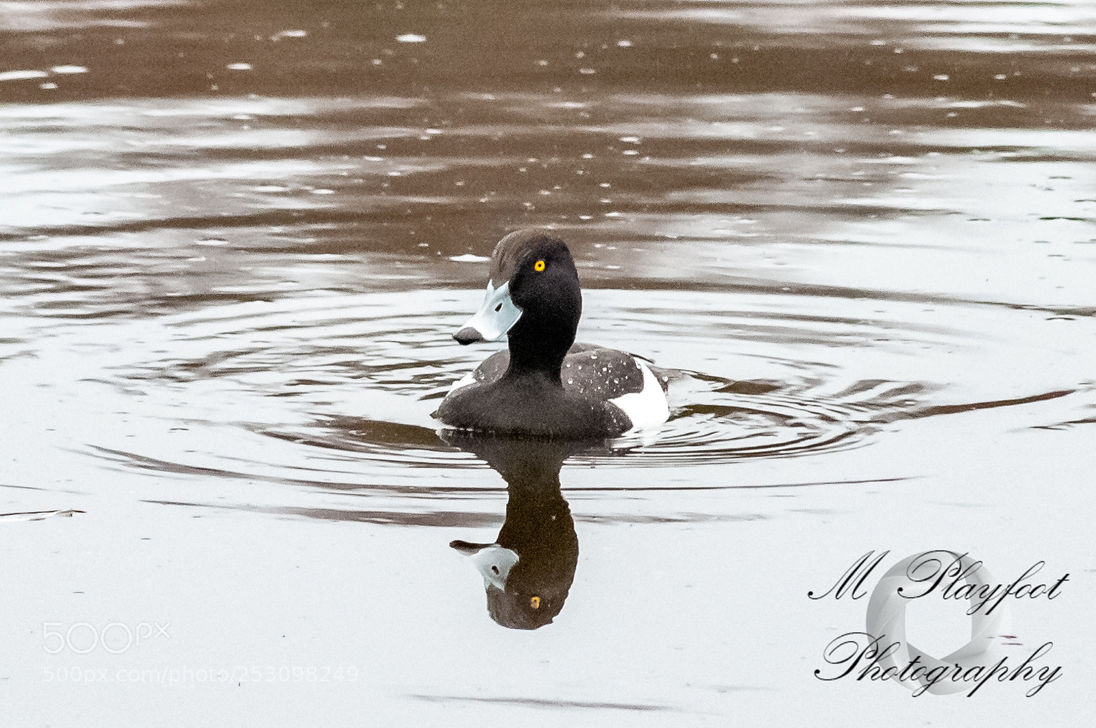 Nikon D300 sample photo. Sprotbrough flash photography