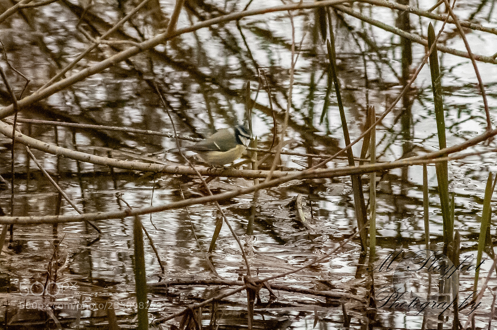 Nikon D300 sample photo. Sprotbrough flash photography
