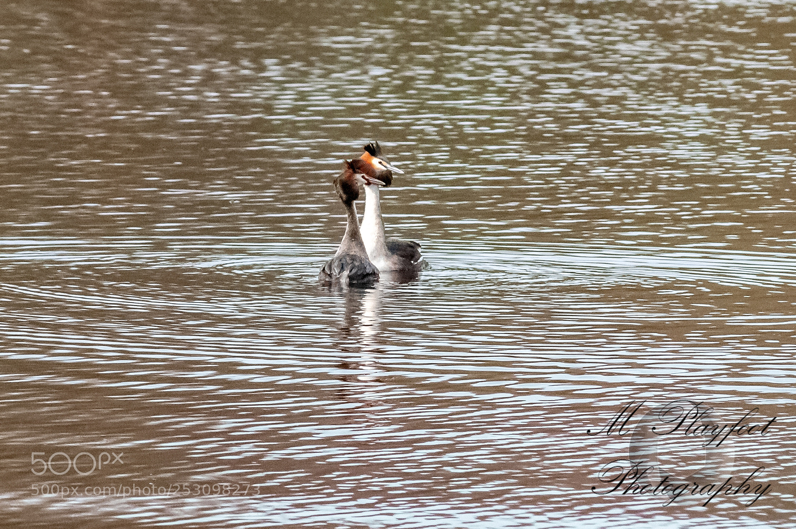 Nikon D300 sample photo. Sprotbrough flash photography