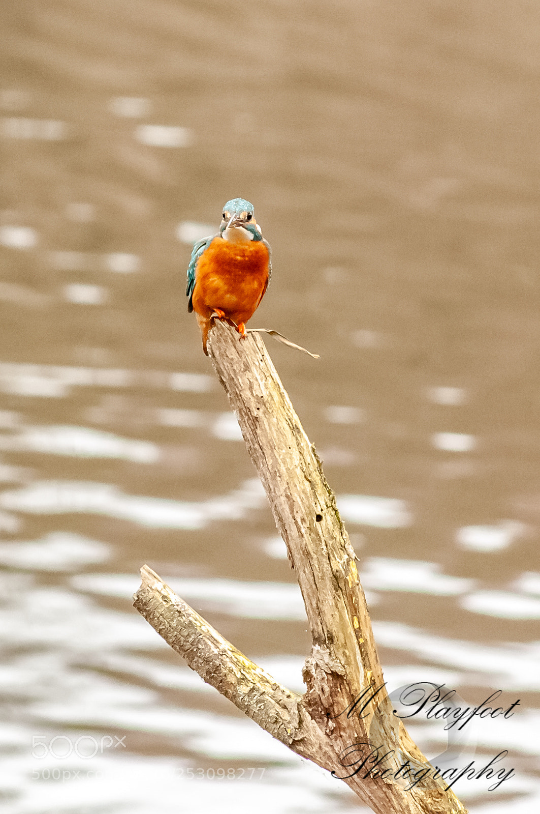 Nikon D300 sample photo. Sprotbrough flash photography