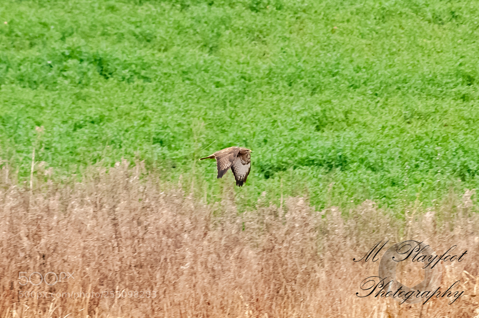 Nikon D300 sample photo. Sprotbrough flash photography