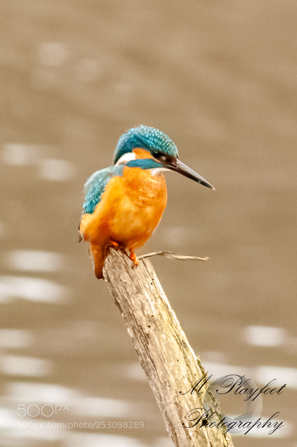Nikon D300 sample photo. Sprotbrough flash photography