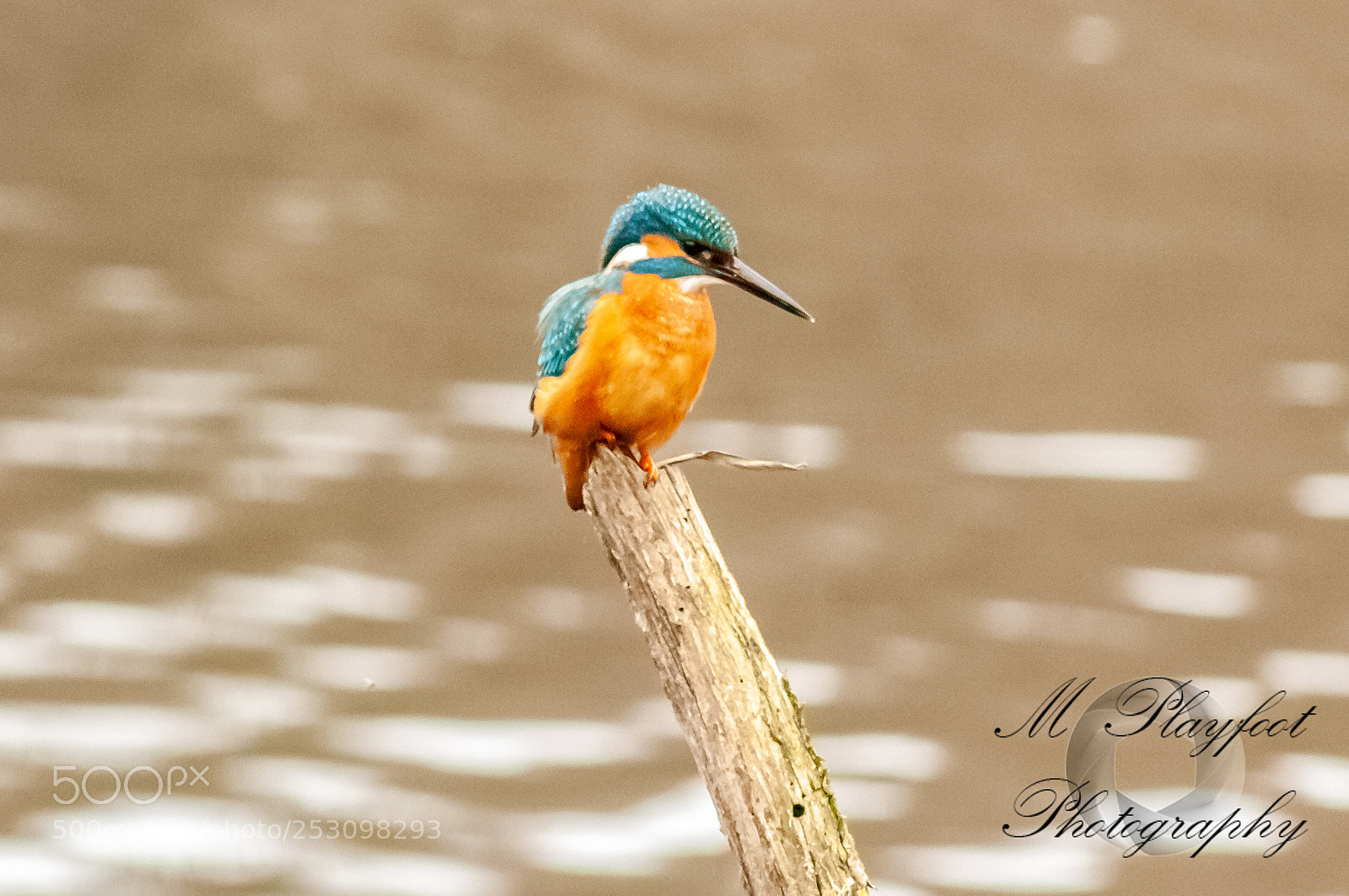 Nikon D300 sample photo. Sprotbrough flash photography
