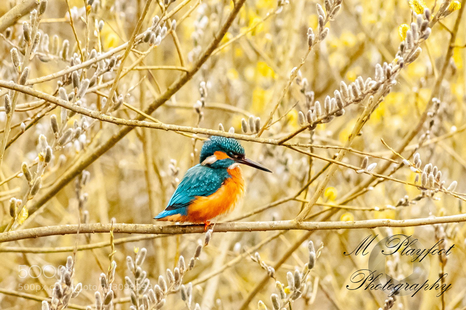 Nikon D300 sample photo. Sprotbrough flash photography