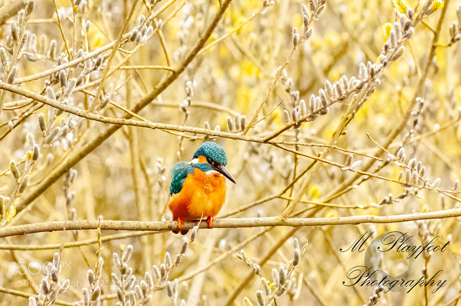 Nikon D300 sample photo. Sprotbrough flash photography