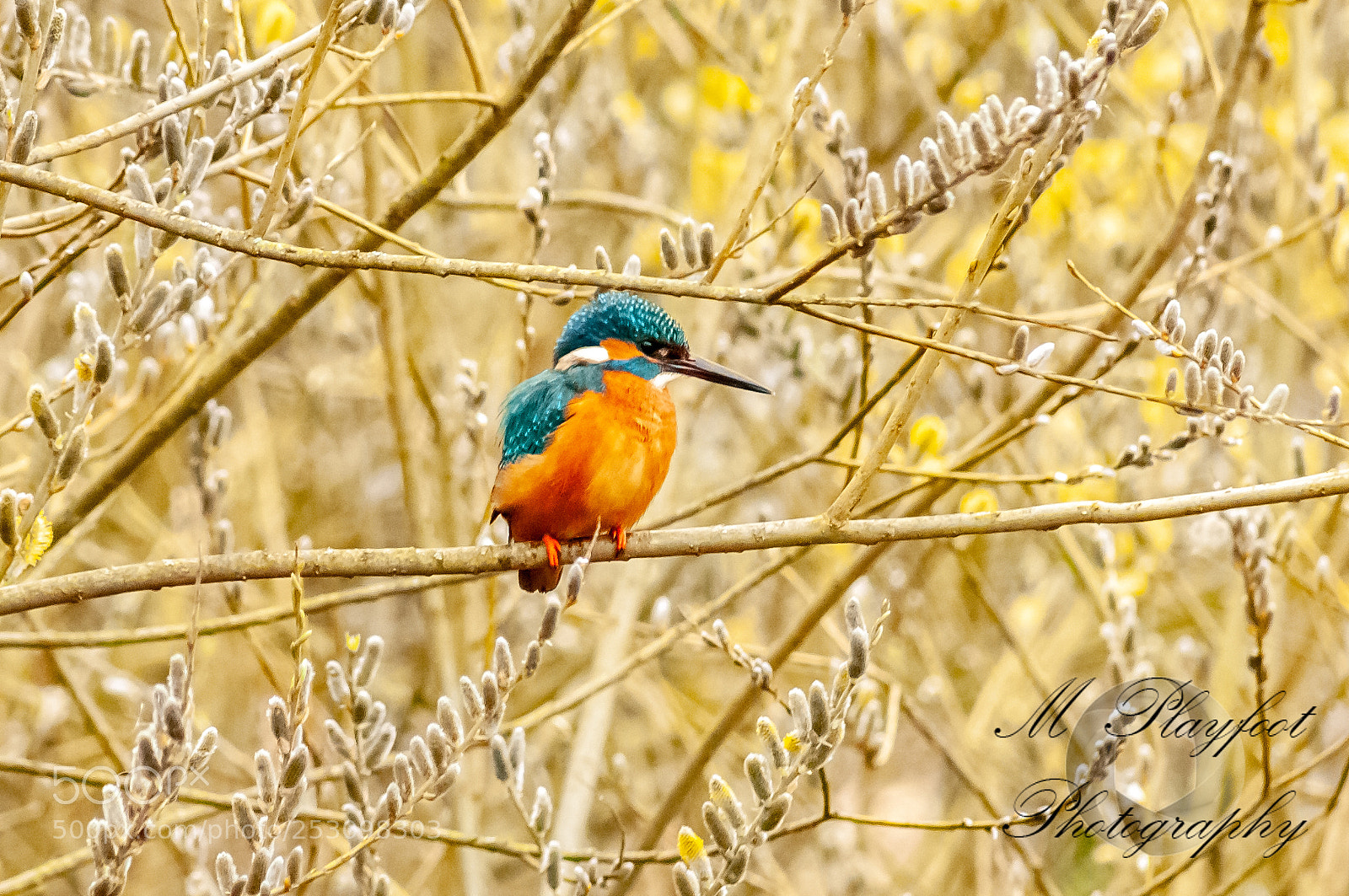 Nikon D300 sample photo. Sprotbrough flash photography