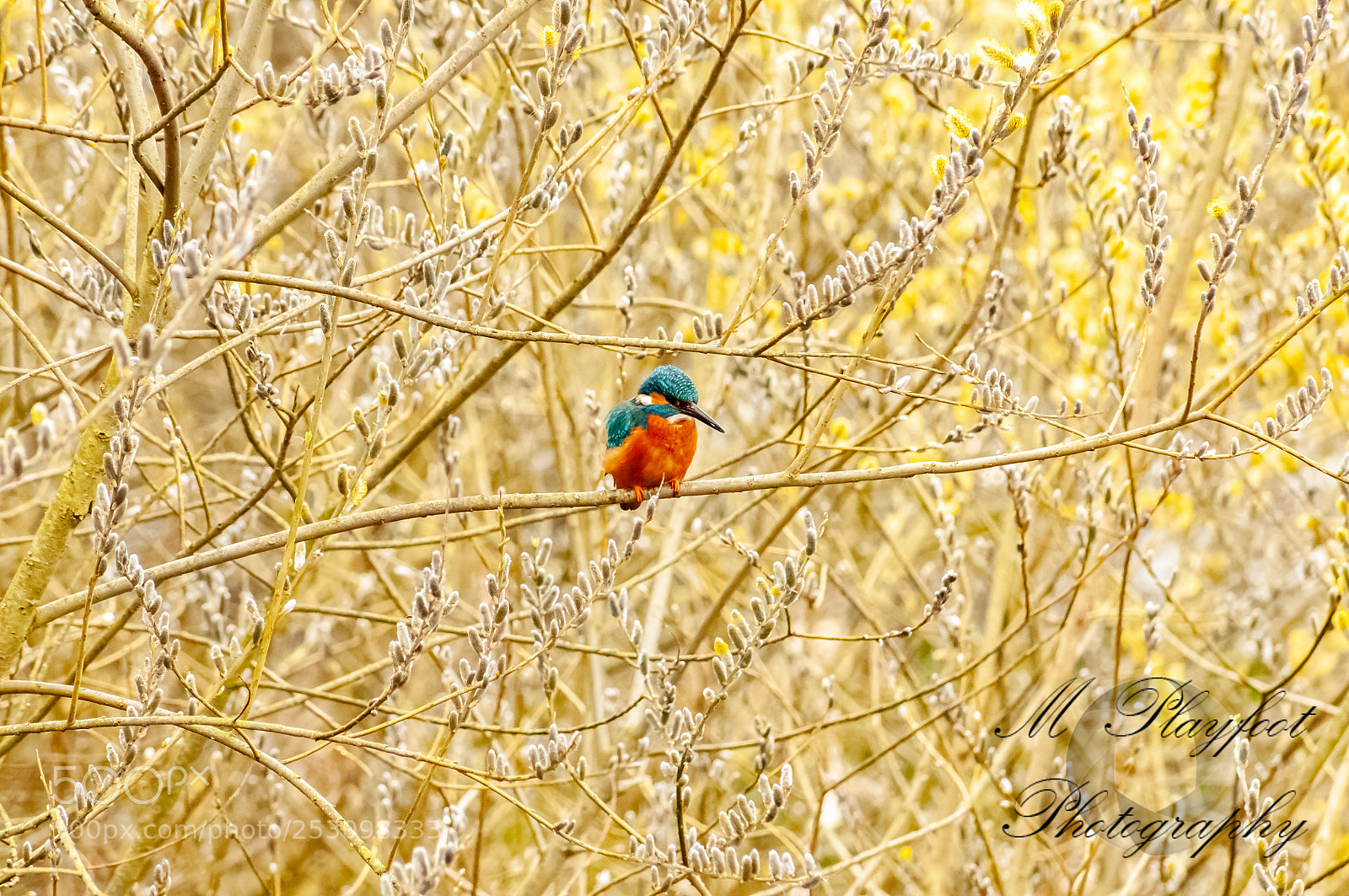 Nikon D300 sample photo. Sprotbrough flash photography