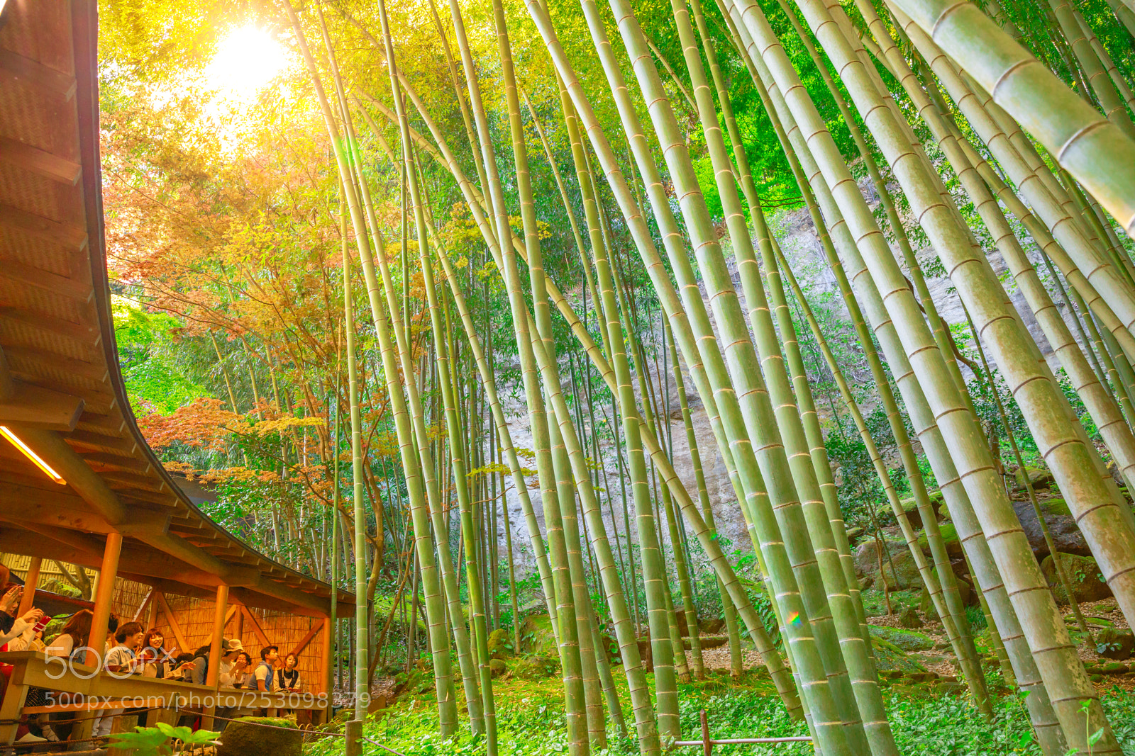 Canon EOS 5D Mark IV sample photo. Forest tea room sunlight photography