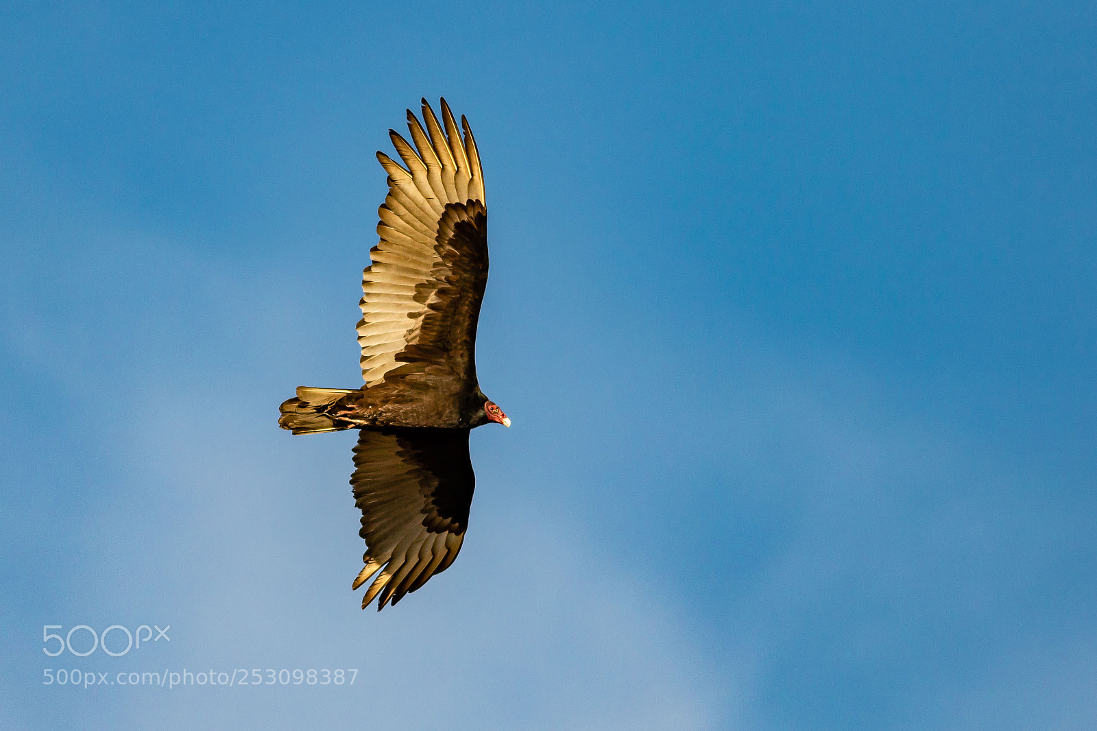 Canon EOS 7D Mark II sample photo. Turkey vulture soaring photography