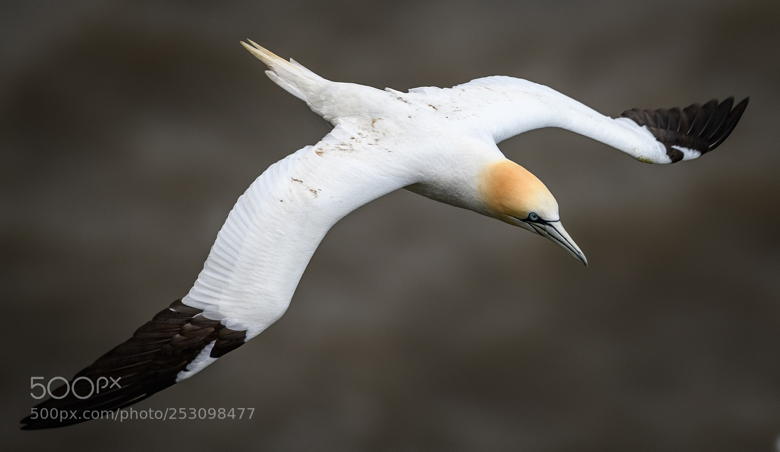 Nikon D850 sample photo. Gannet flying at bempton photography