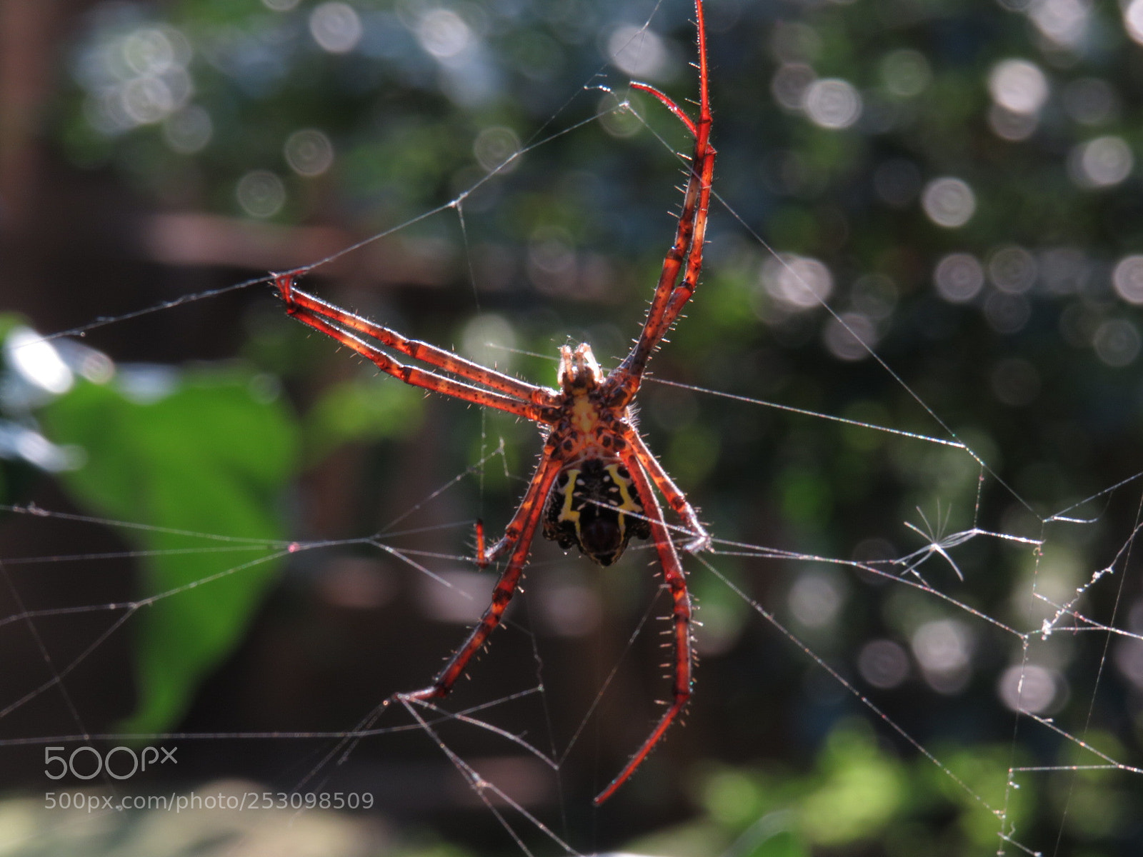 Canon PowerShot SX540 HS sample photo. Arachnoid photography
