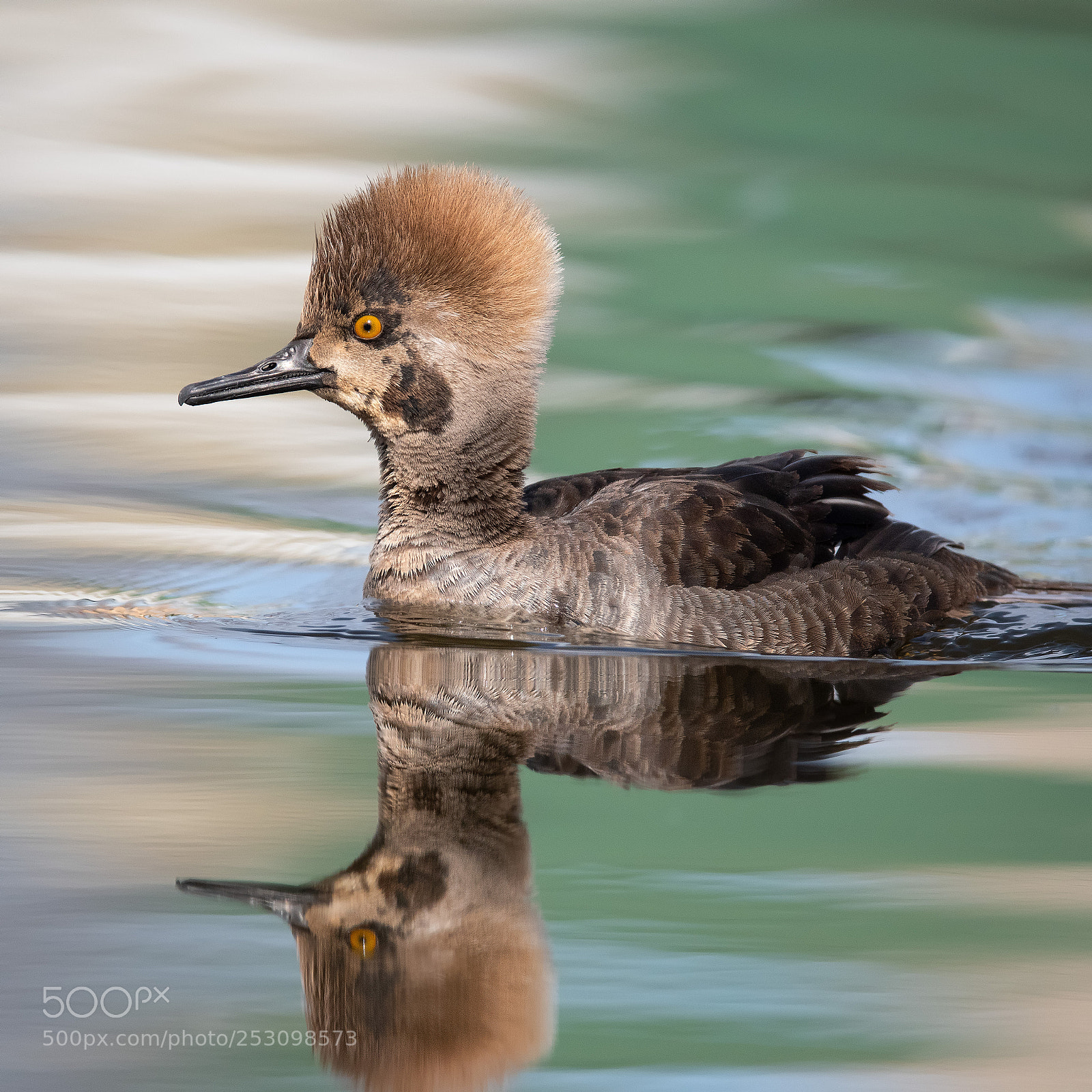 Nikon D500 sample photo. Hooded merganser hen photography