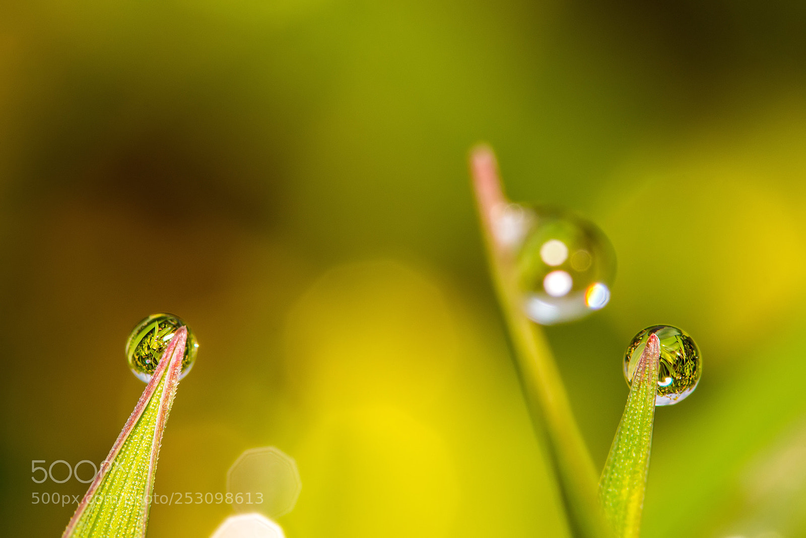 Canon EOS 70D sample photo. Water drop 7 photography