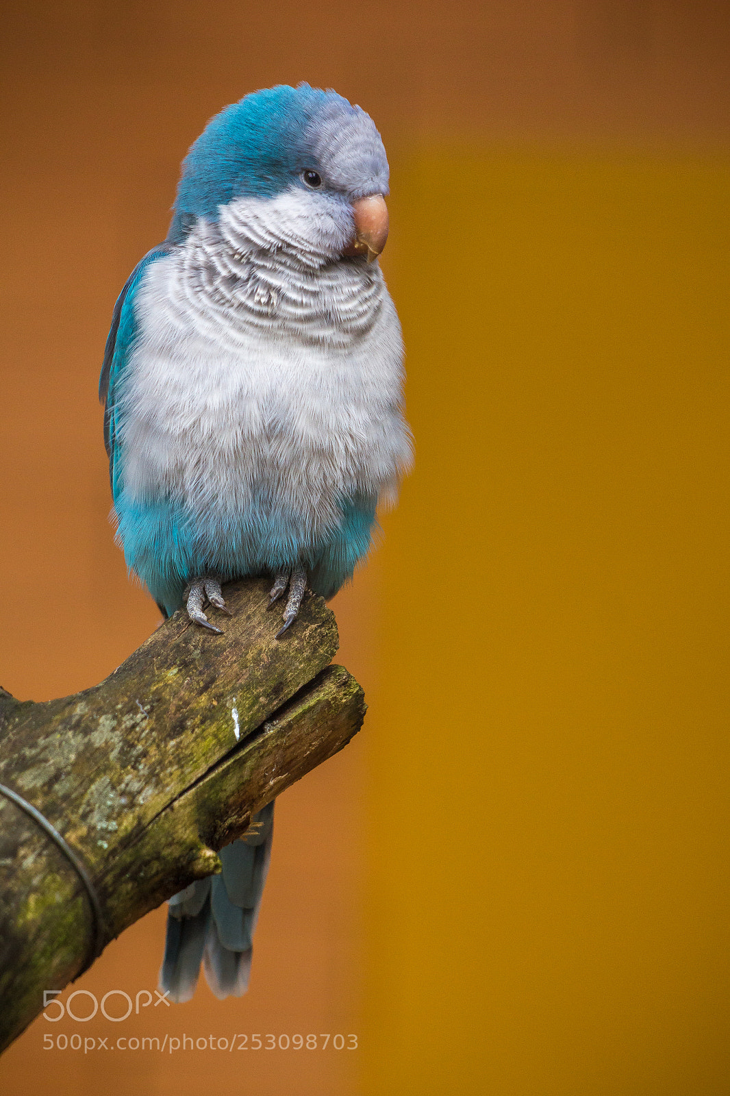 Canon EOS 700D (EOS Rebel T5i / EOS Kiss X7i) sample photo. Bird photography