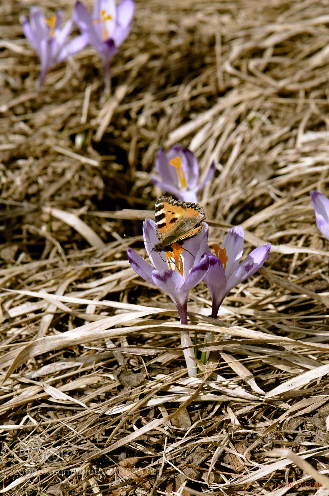 Nikon D300 sample photo. Butterfly relax on saffron photography