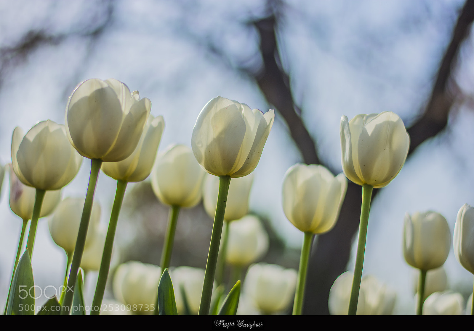 Nikon D7200 sample photo. Toulips photography
