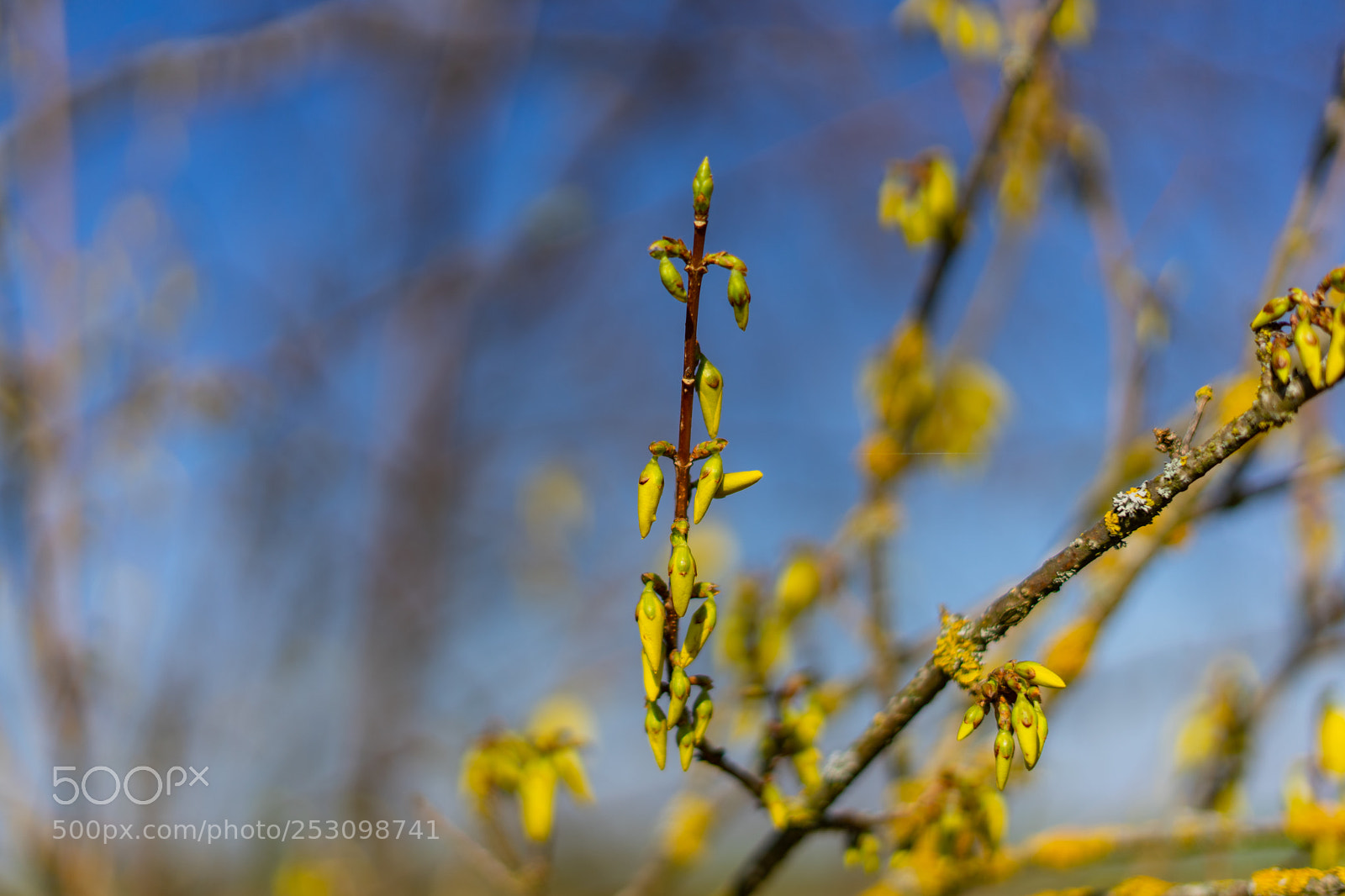 Sony a7 sample photo. Forsythia x intermedia photography