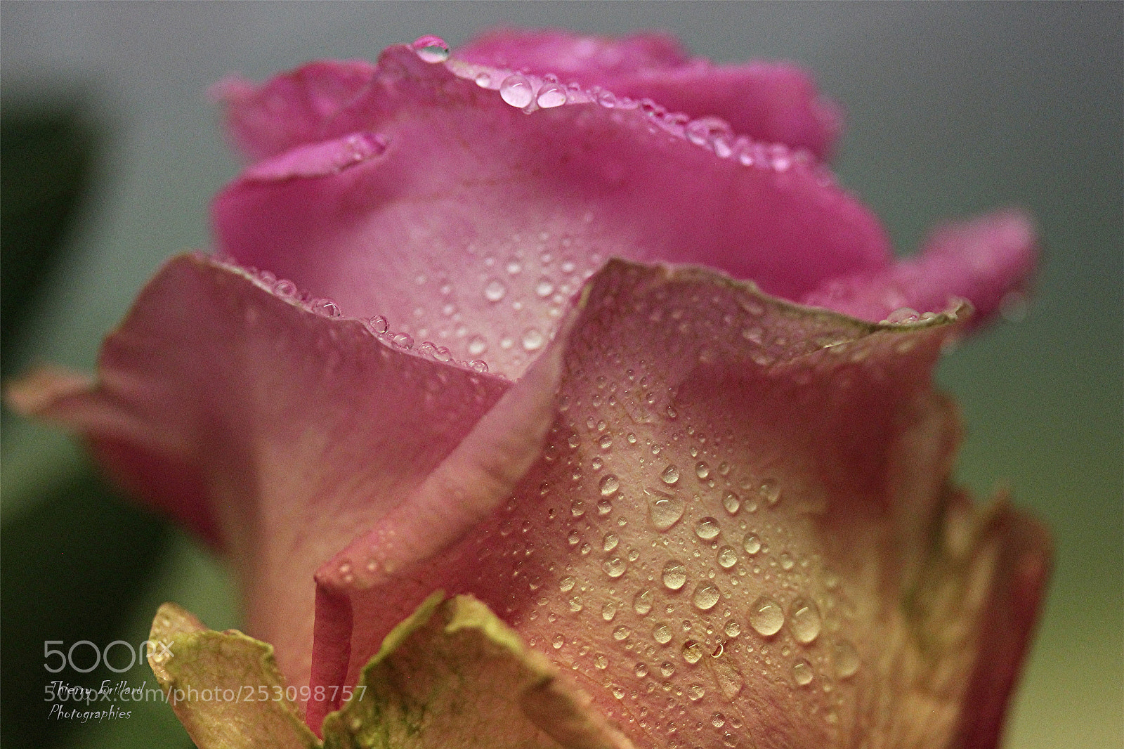Canon EOS 600D (Rebel EOS T3i / EOS Kiss X5) sample photo. Rose et gouttelettes photography