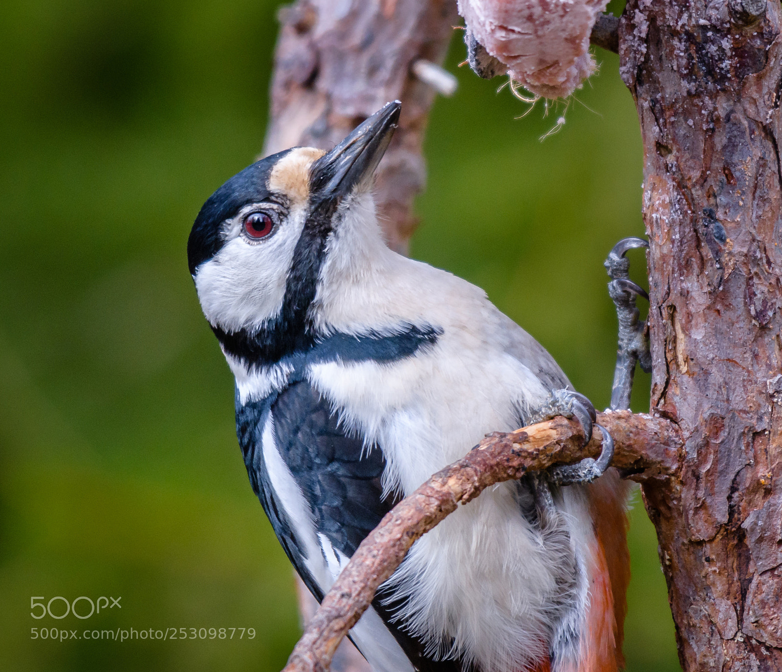 Nikon D500 sample photo. Woodpecker claws photography