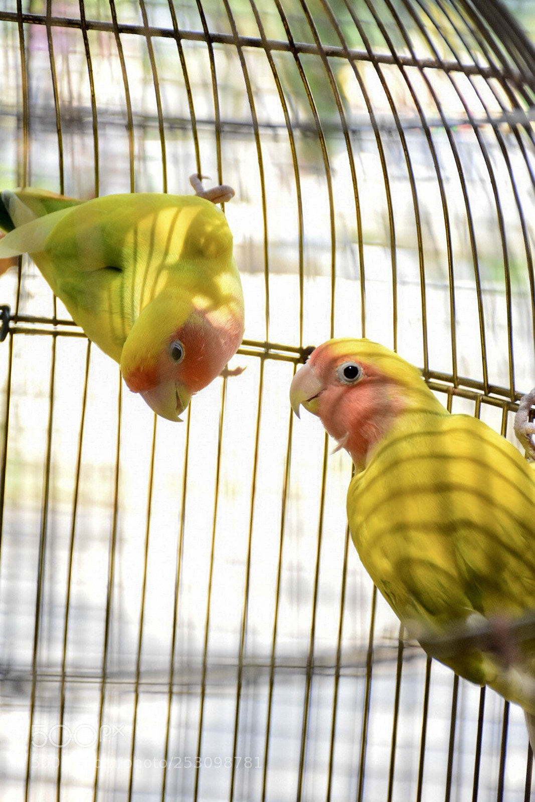 Nikon D7200 sample photo. In a cage photography