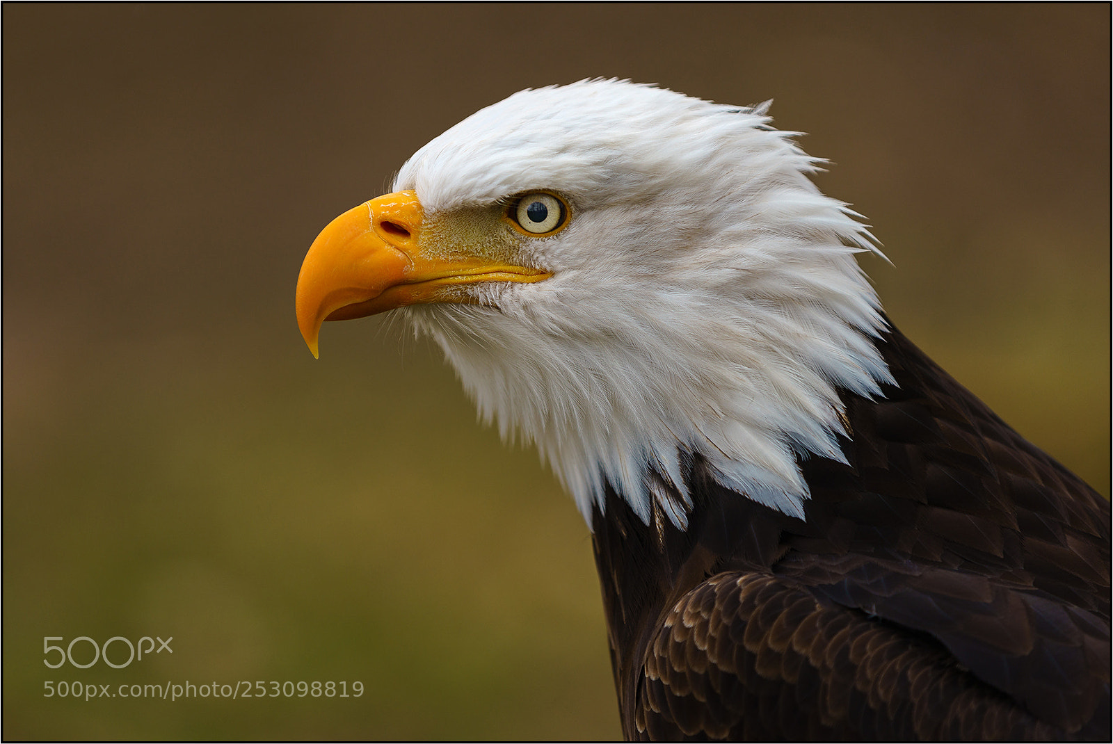 Sony a7R III sample photo. Weißkopfseeadler photography