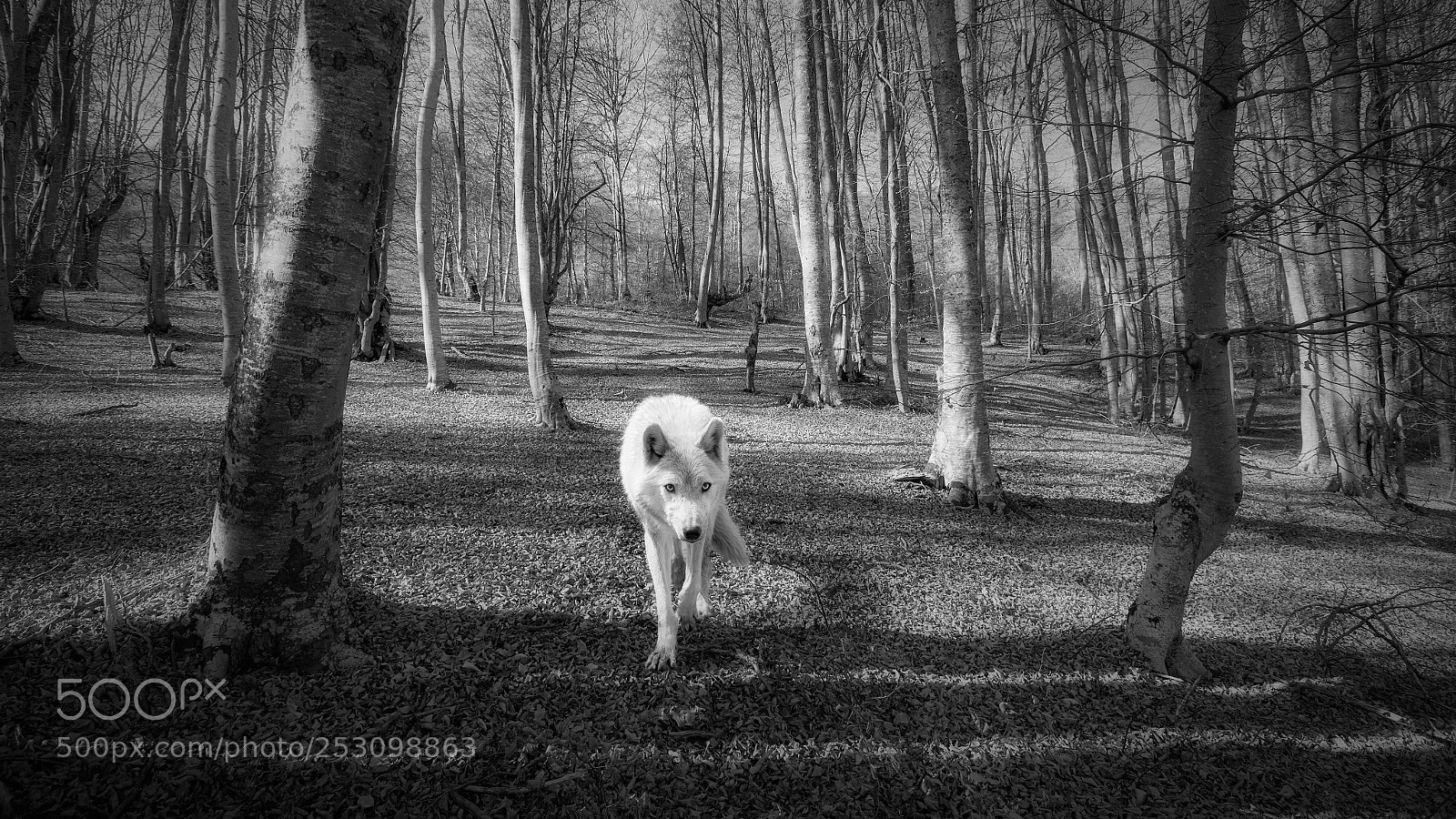 Nikon D7000 sample photo. Guardian of forest photography