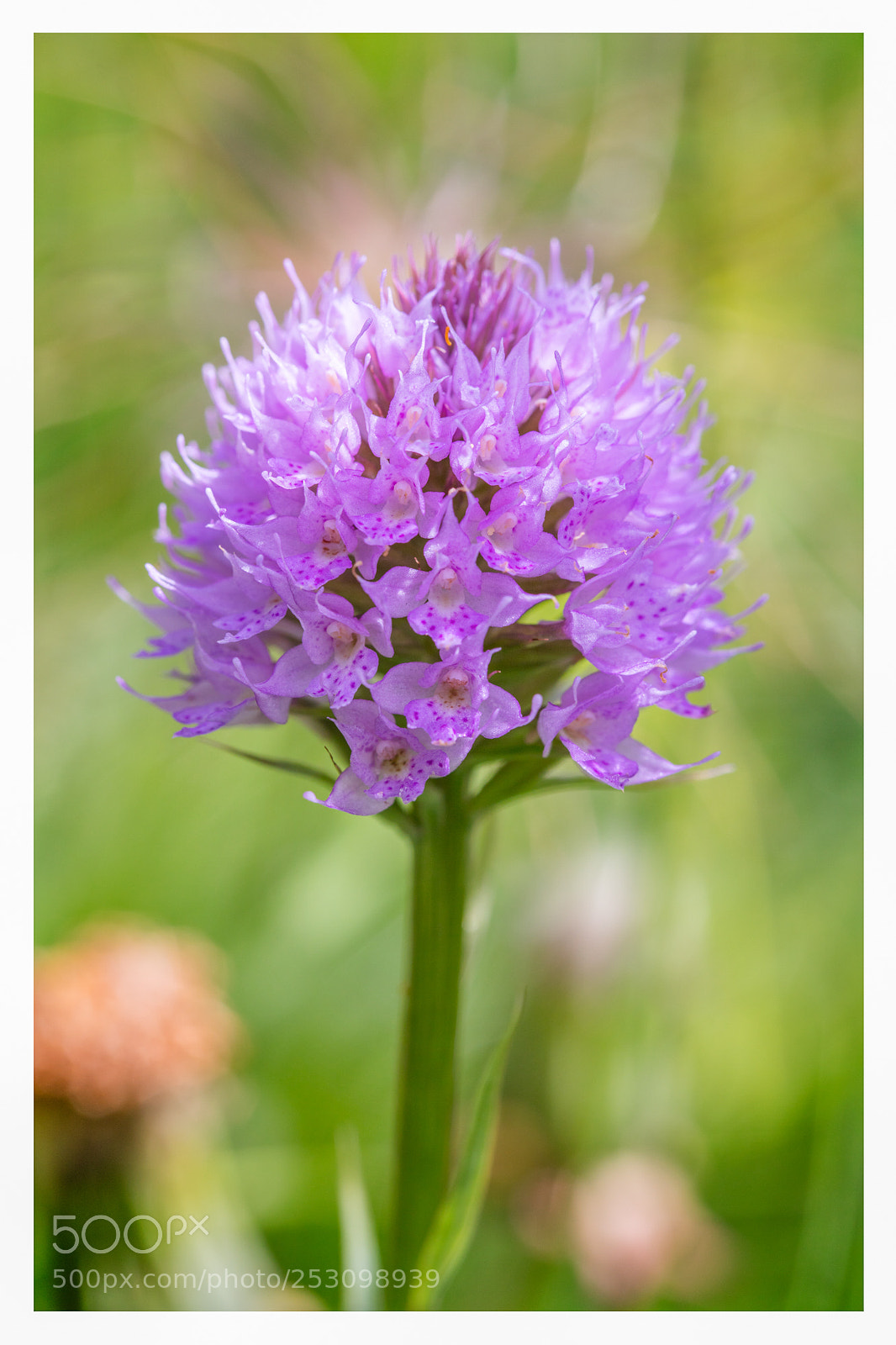 Canon EOS 5DS R sample photo. Traunsteinera globosa orchid photography