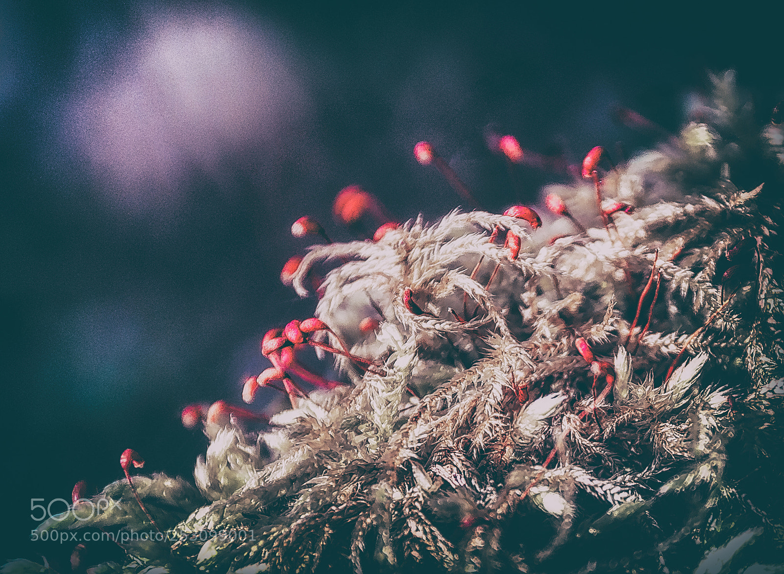 Nikon D300S sample photo. Macro spring photography