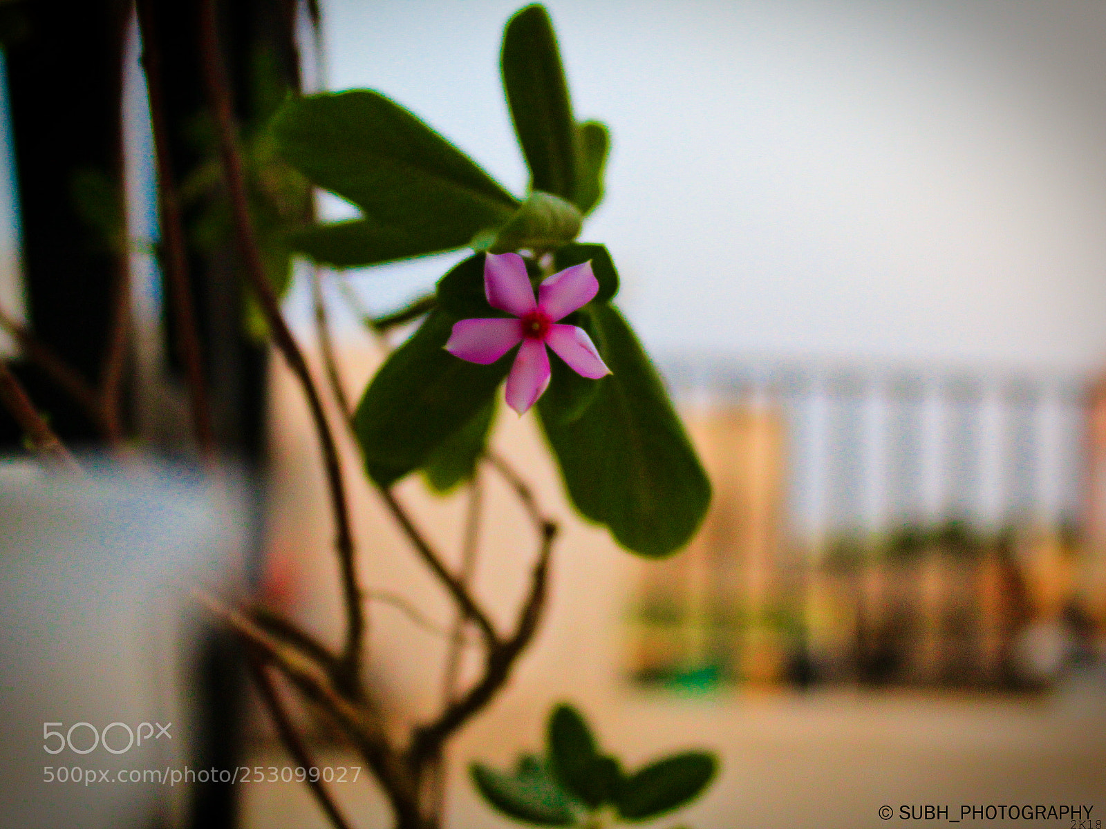 Canon EOS 1200D (EOS Rebel T5 / EOS Kiss X70 / EOS Hi) sample photo. #nature photography