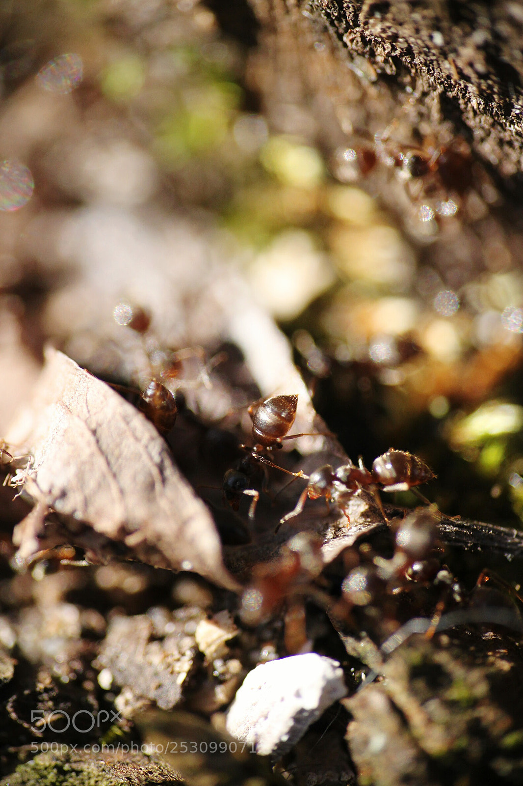 Canon EOS 500D (EOS Rebel T1i / EOS Kiss X3) sample photo. Ants photography