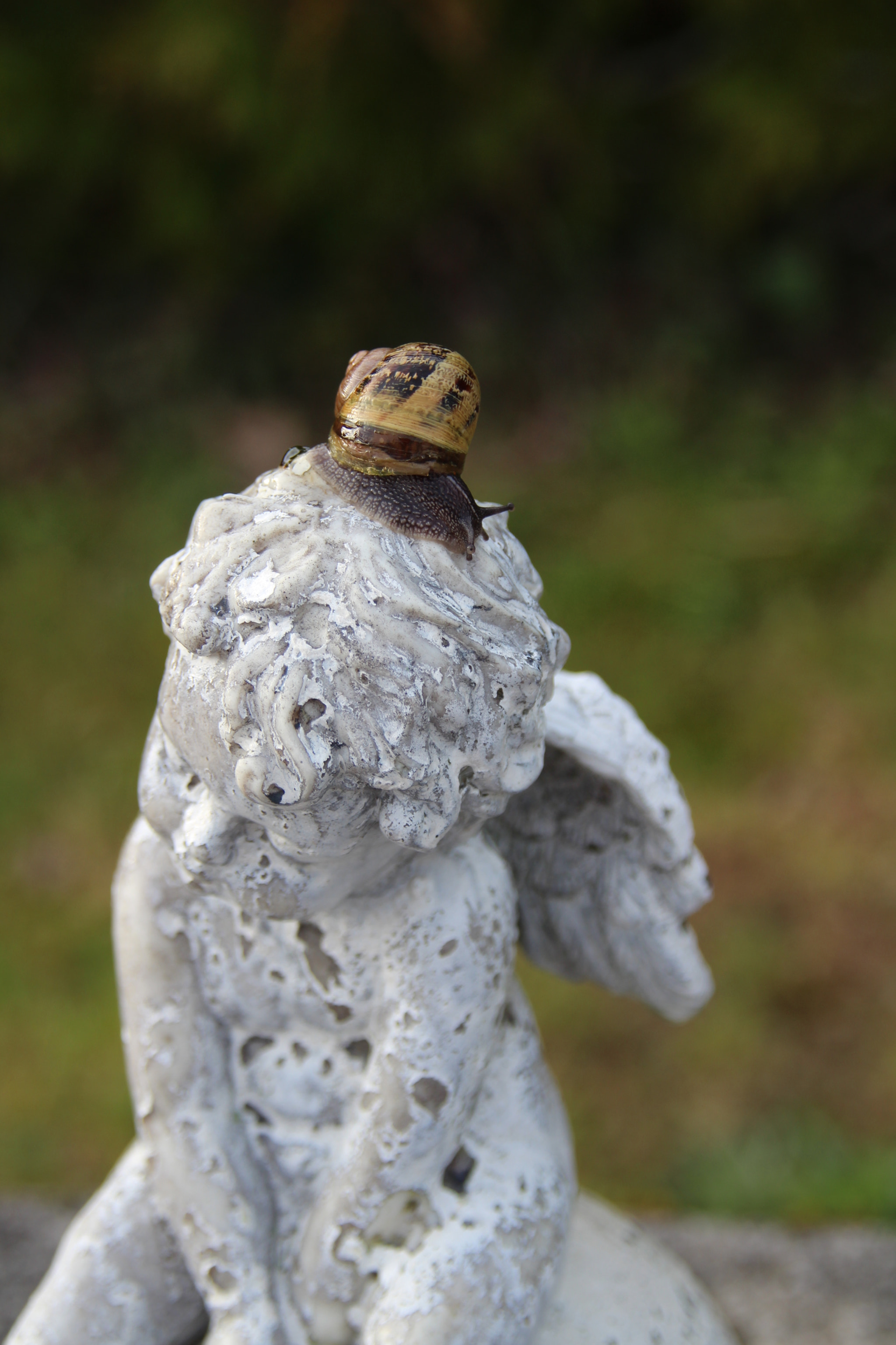 Sigma 18-200mm f/3.5-6.3 DC OS sample photo. Snail 2 photography