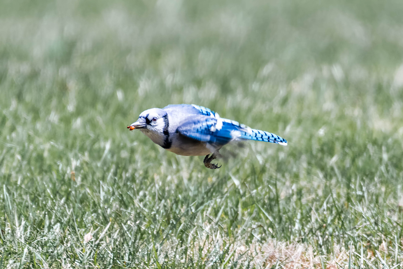 Nikon D500 sample photo. A good catch photography