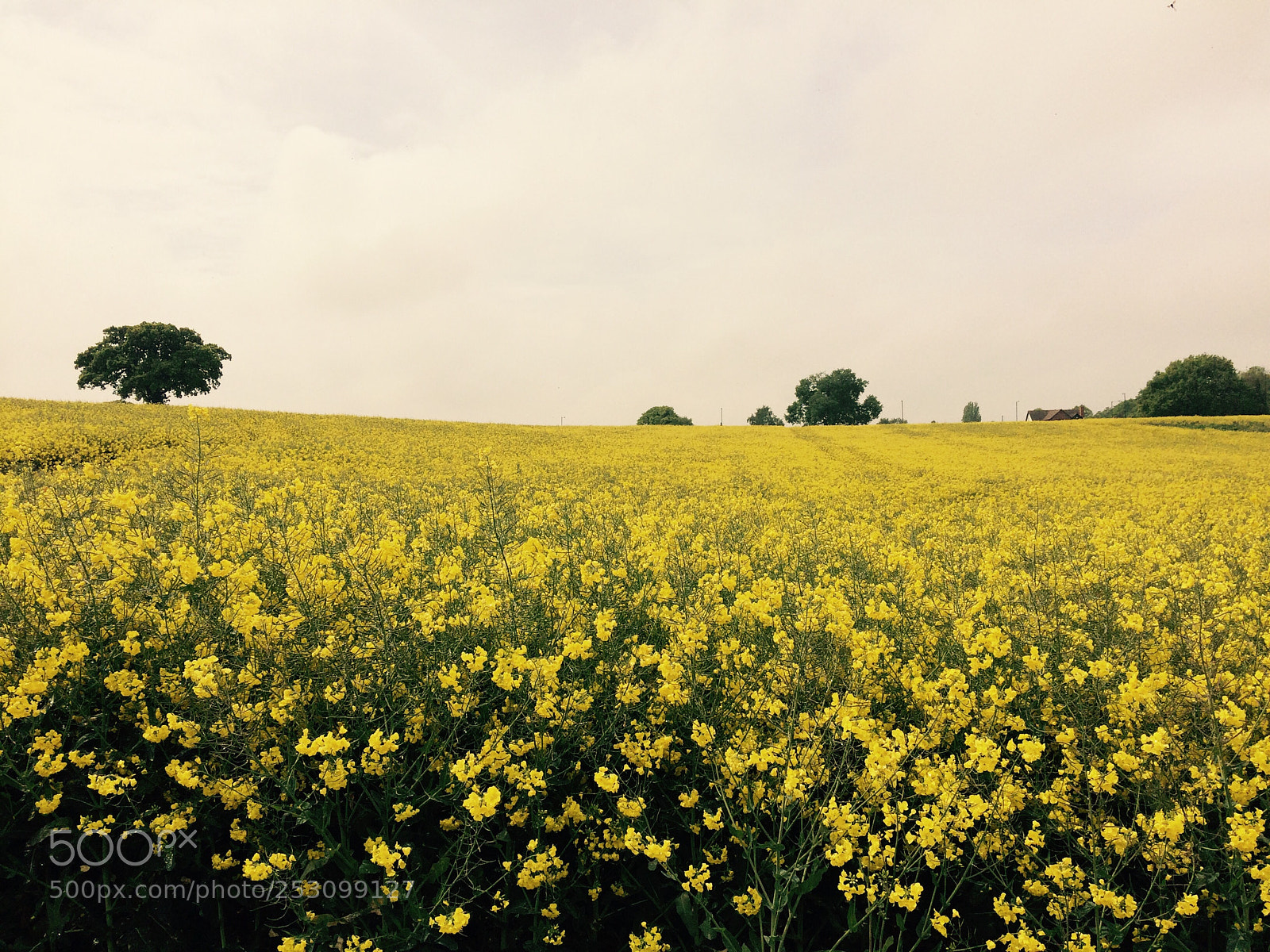Apple iPhone 5s sample photo. Fields of gold  photography